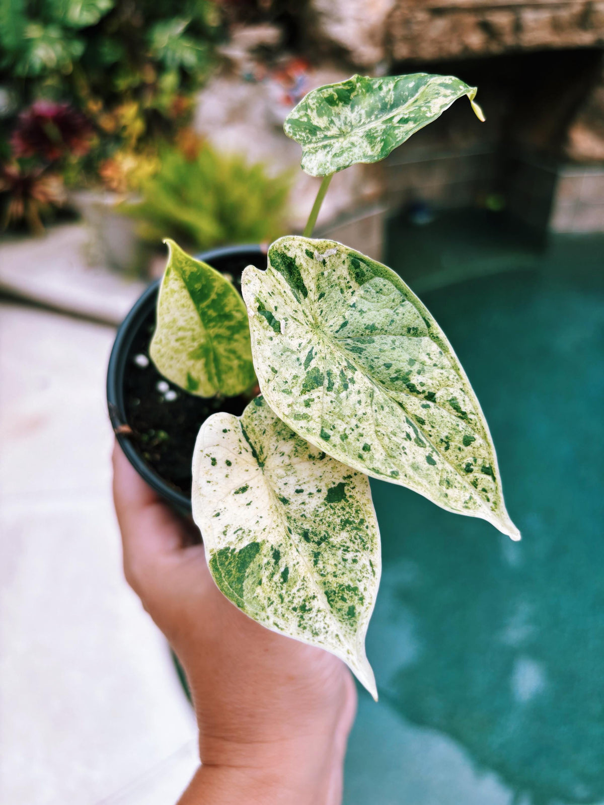 Actual plant- RARE Variegated Alocasia ‘Dragonscale Mint 4” potted live house starter plant o