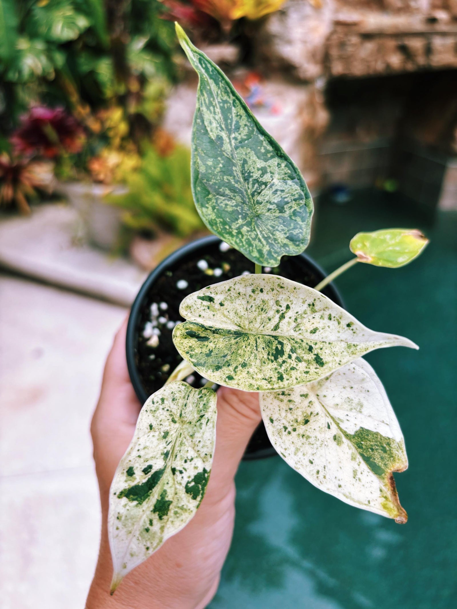 Actual plant- RARE Variegated Alocasia ‘Dragonscale Mint 4” potted live house starter plant p