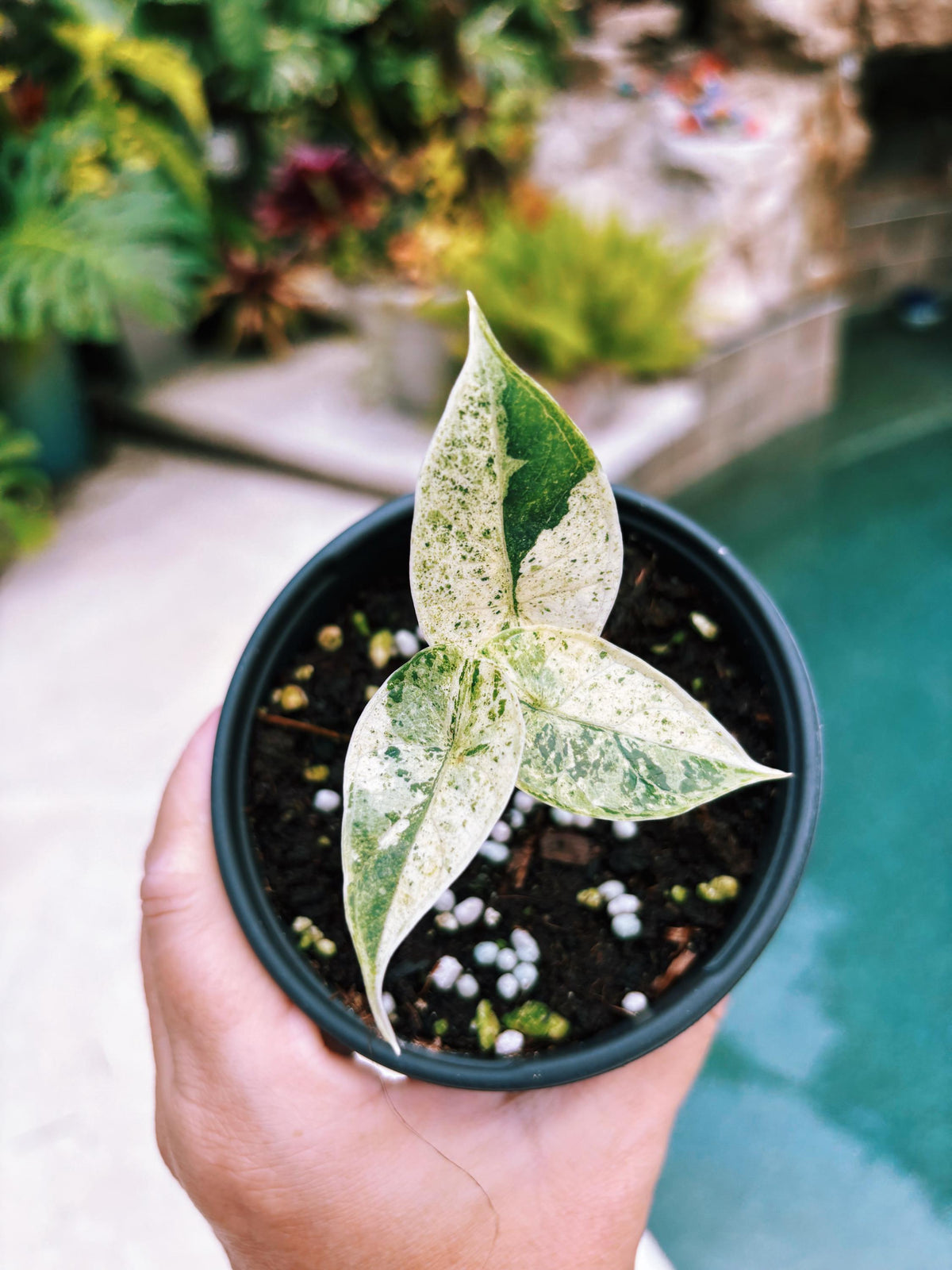 Actual plant- RARE Variegated Alocasia ‘Dragonscale Mint 4” potted live house starter plant q