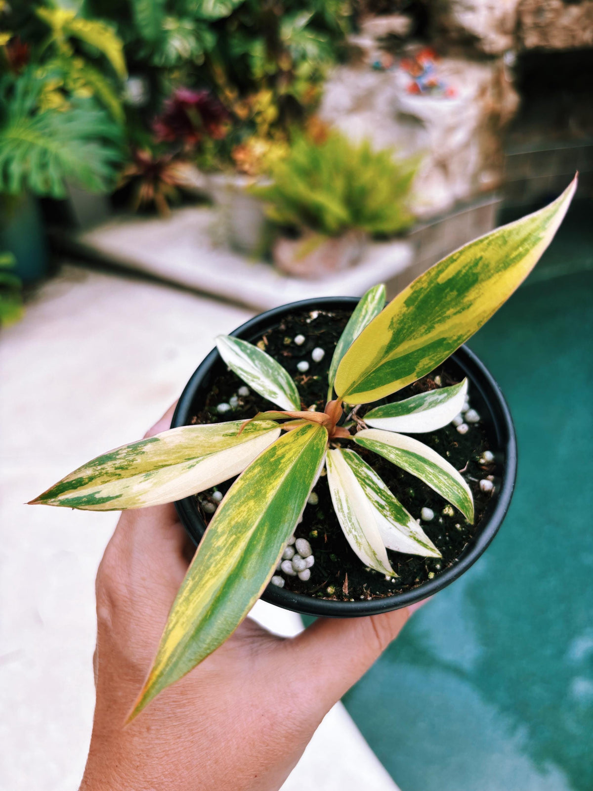 Actual Plant - Philodendron Caramel Marble variegated long Leaf Aroid Potted 4” House Plant A