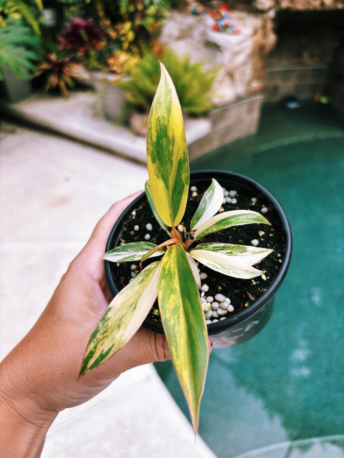 Actual Plant - Philodendron Caramel Marble variegated long Leaf Aroid Potted 4” House Plant A