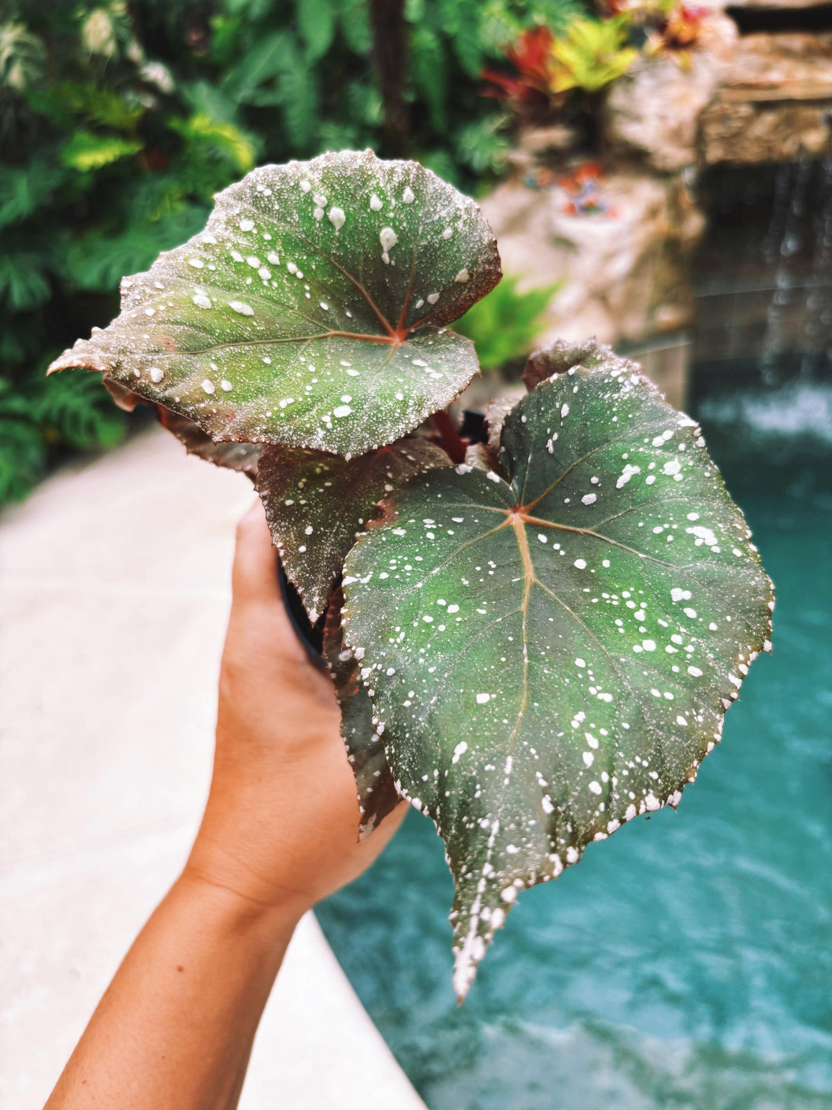 RARE Rex Begonia Shadow King Cool White Live House Starter Plant Potted 4” pot gift