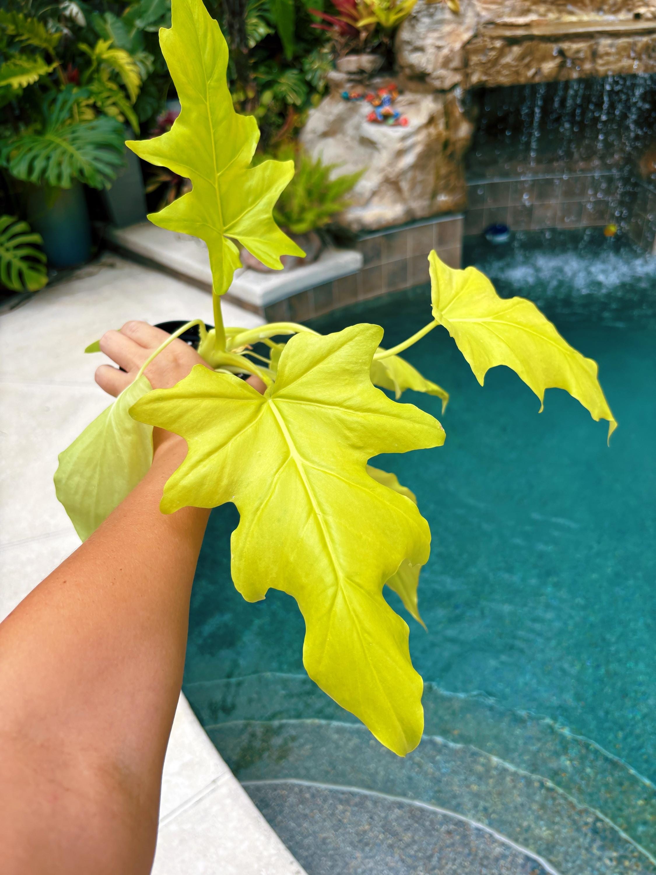 yellow and green philodendron RARE Aurea Lime Green Philodendron warszewiczii Tropical House Plant A