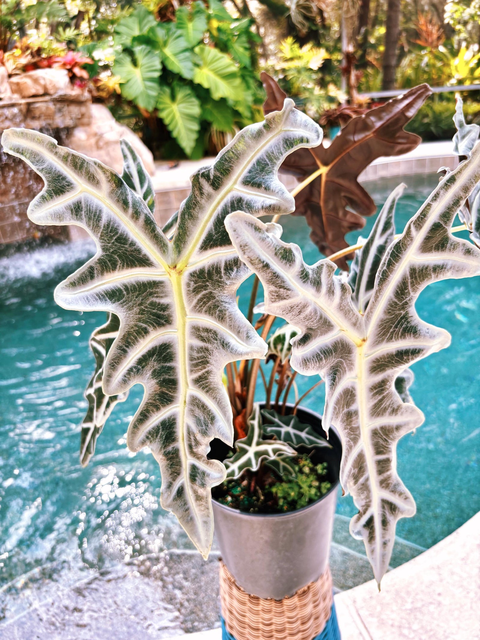 RARE Alocasia Silver Nobilis corm aroid plant