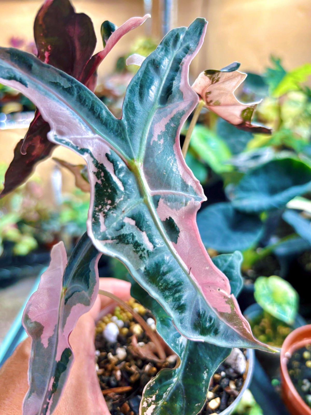 RARE variegated Alocasia Nobilis Sanderiana K Pink corm grown pup 2” potted live house aroid starter plant A