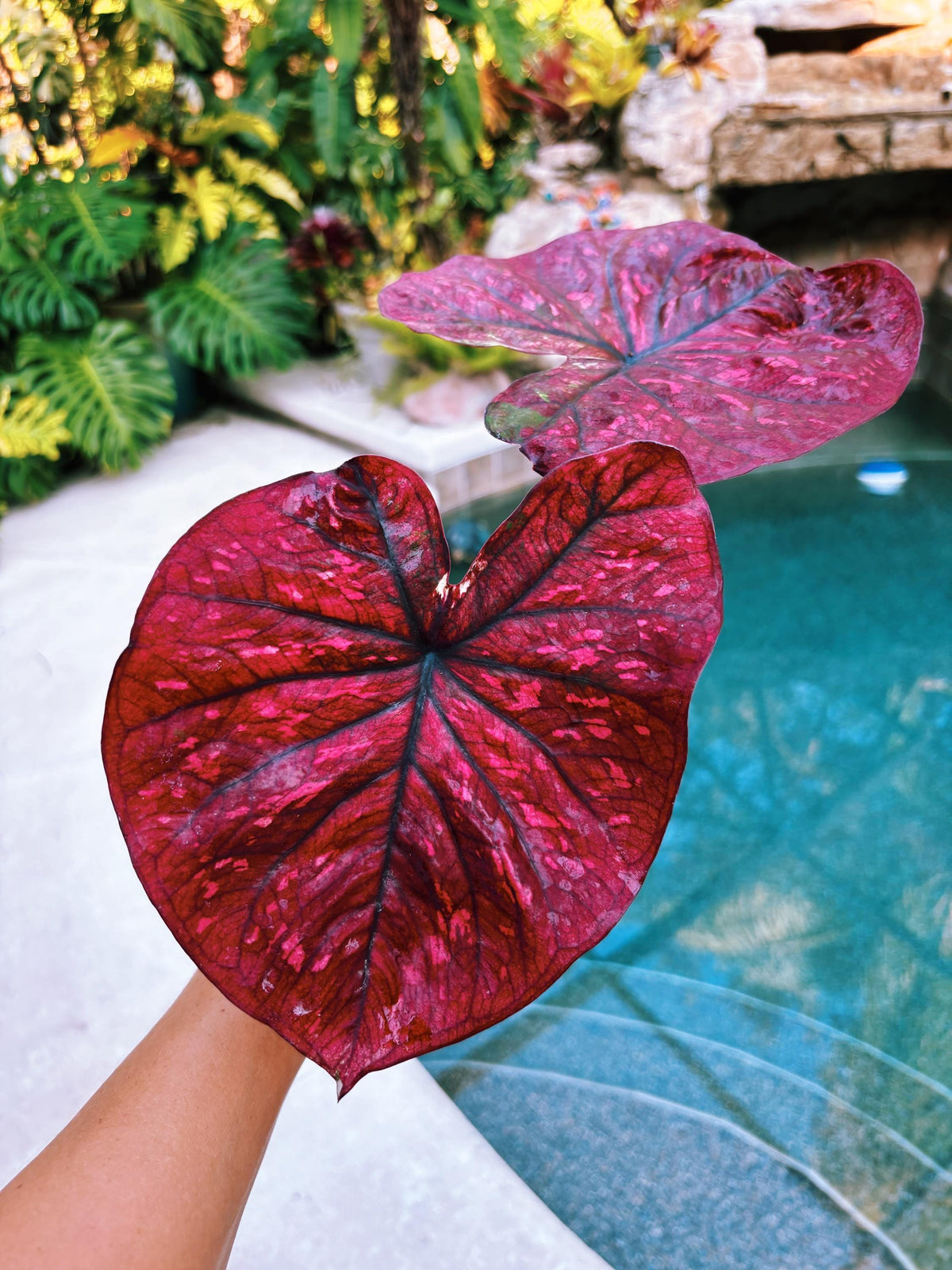 Actual Plant - Rare Seed Grown Hybrid Thai Caladium variegated large raspberry round pink leaf 3” potted house plant gift 43a