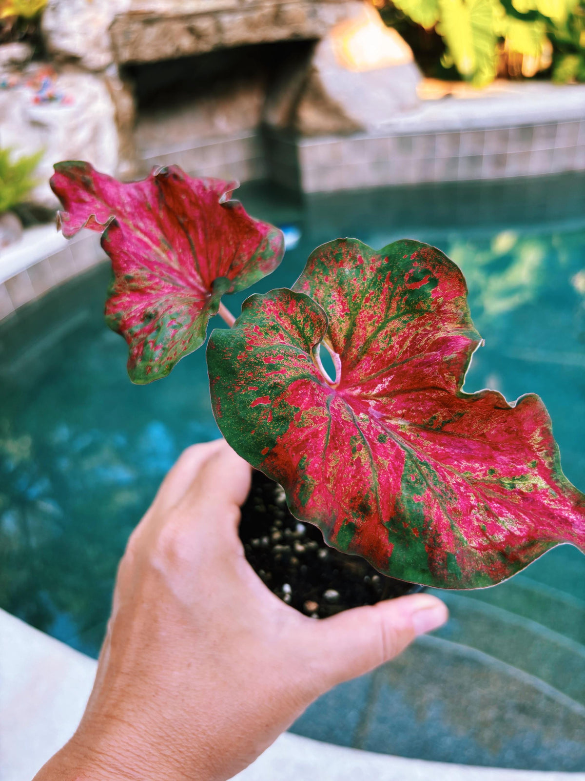 Actual Plant - Rare Seed Grown Hybrid Thai Caladium variegated green red leaf 3” potted house plant gift 43f
