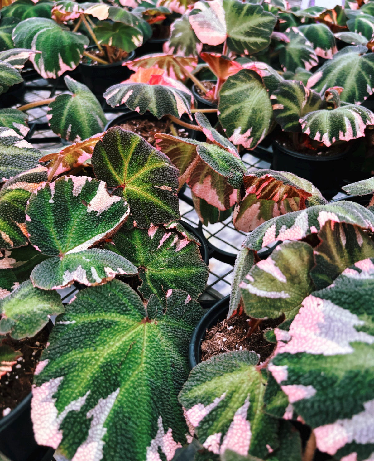 RARE Rex Begonia Pink Variegated Soli Mutata Live House Plant 4” pot Potted gift growers choice