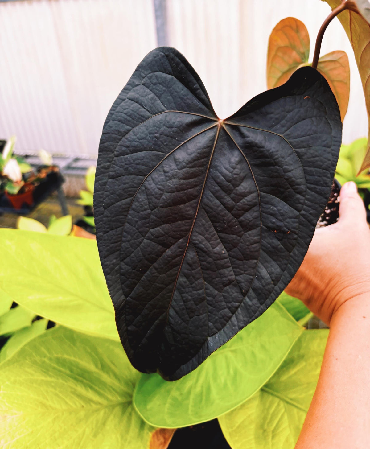 Anthurium Queen of Hearts Dark Black live 4” pot potted house plant growers choice