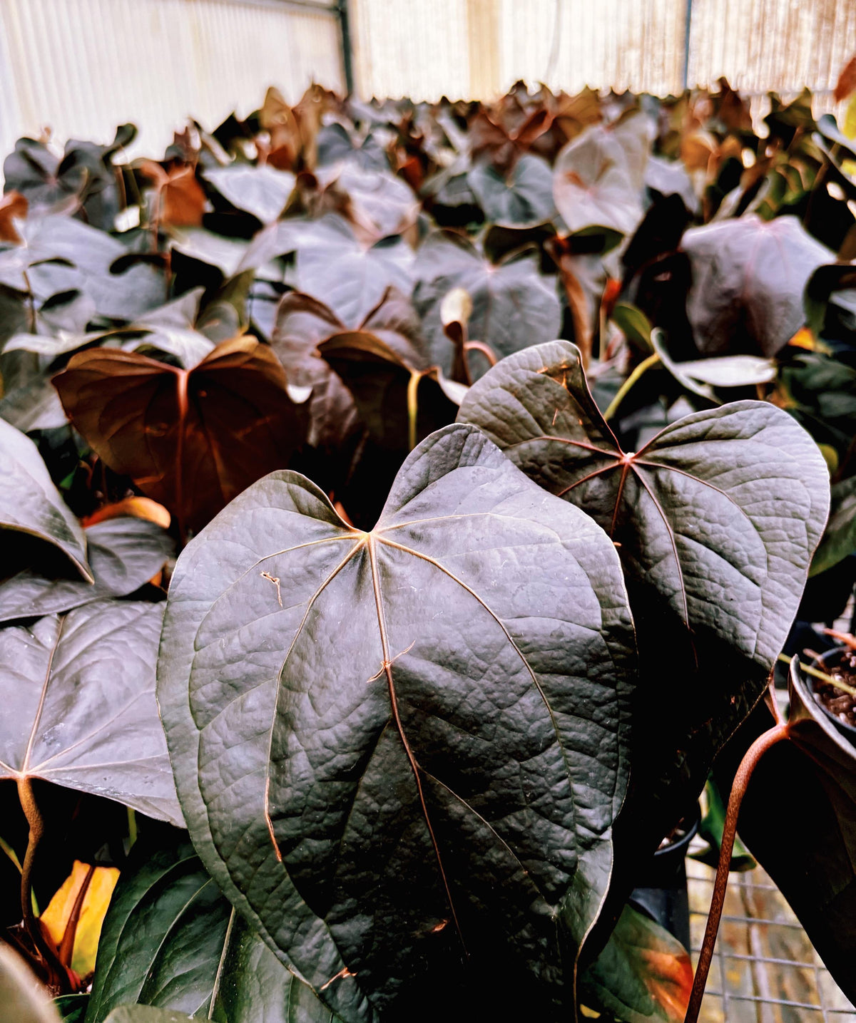 Anthurium Queen of Hearts Dark Black live 4” pot potted house plant growers choice