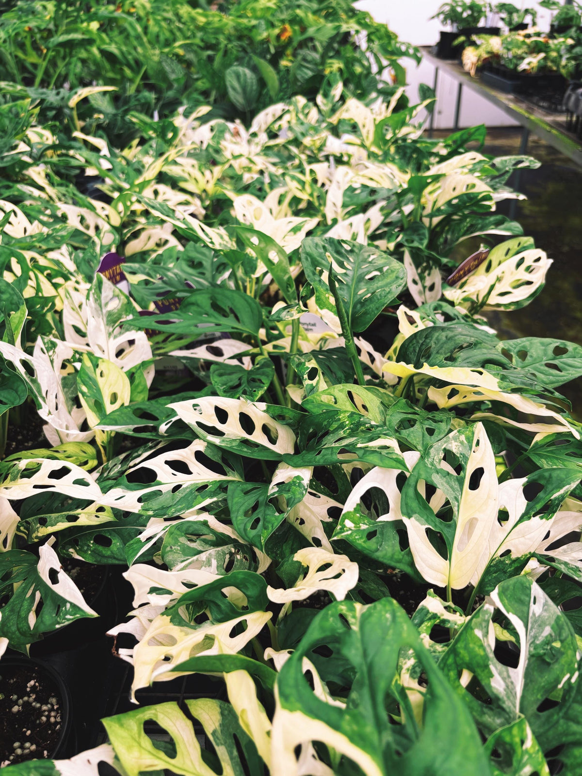 RARE Variegated Monstera Adansonii Albo White Tropical House Plant Aroid 4” Potted growers choice