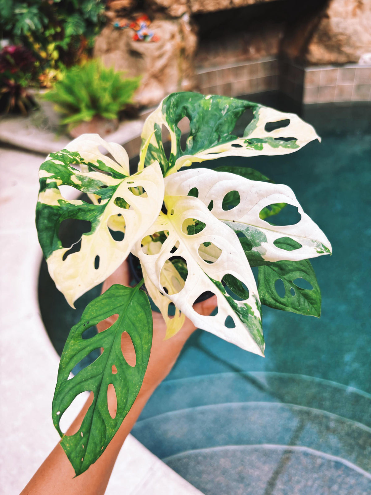 RARE Variegated Monstera Adansonii Albo White Tropical House Plant Aroid 4” Potted growers choice