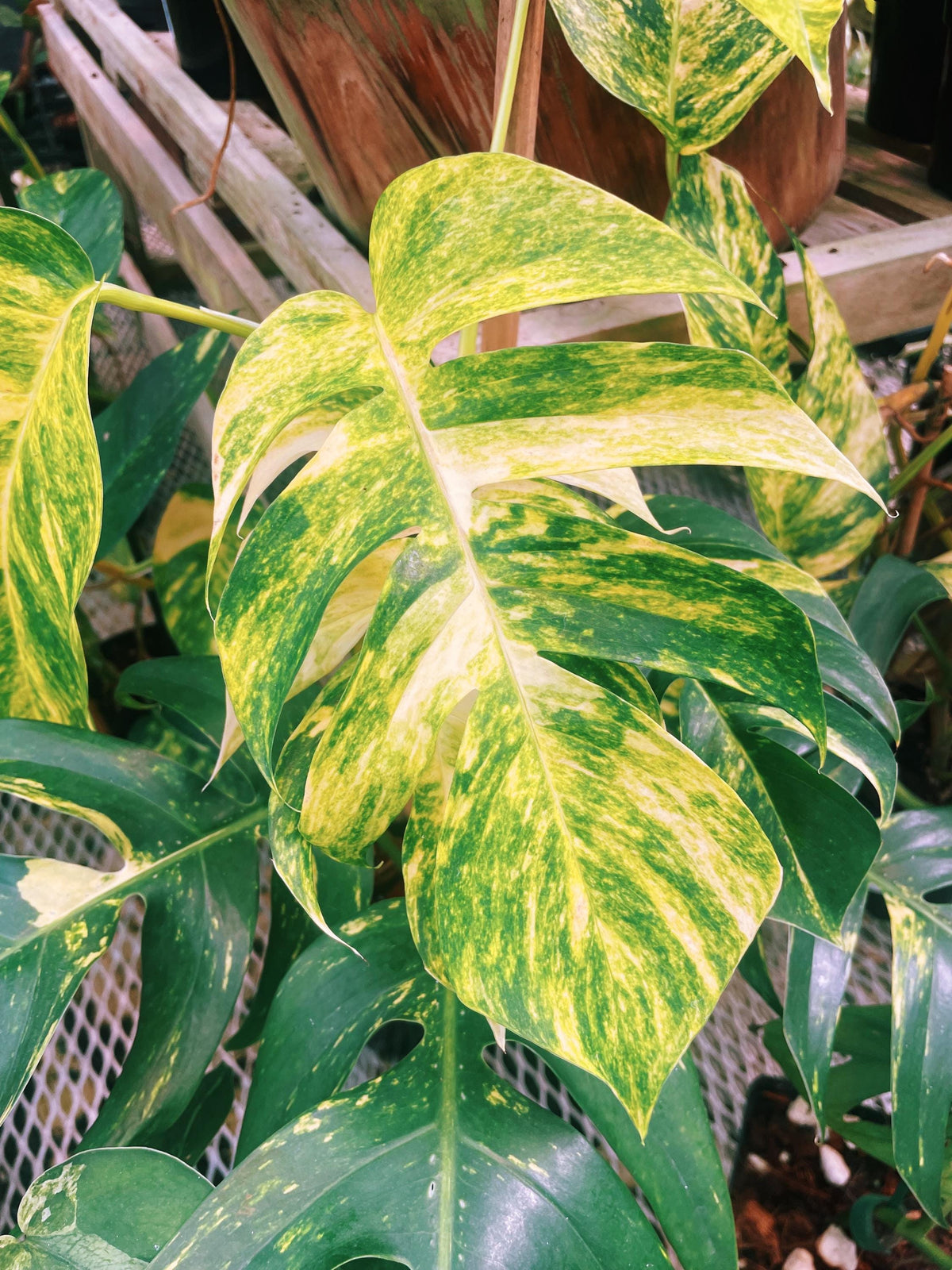 RARE Variegated Epiprenum Yellow Golden Flame Aurea Large Climbing Tropical House Plant Aroid 4” Potted growers choice