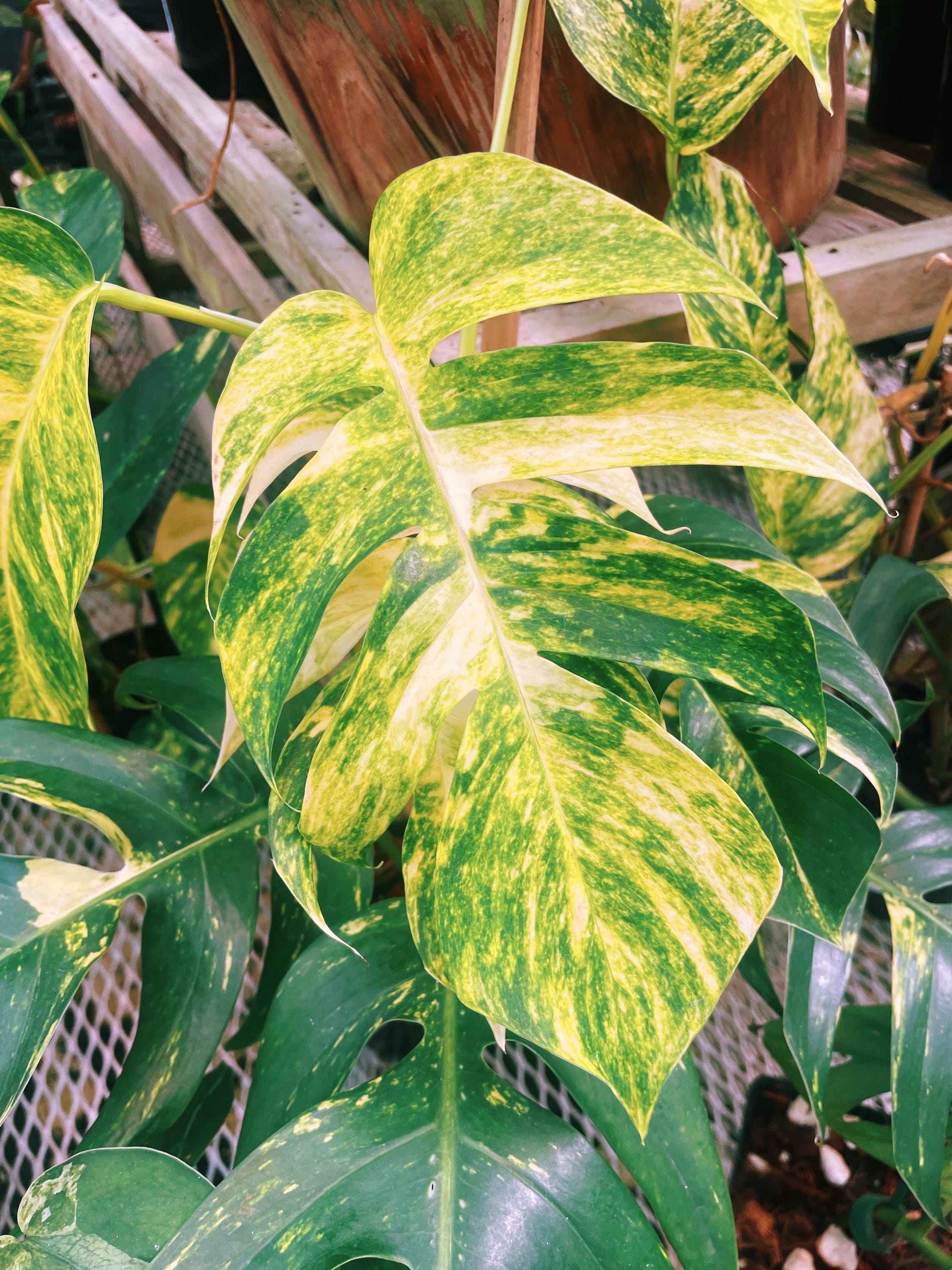 golden monstera plant RARE Variegated Epiprenum Yellow Golden Flame Aurea Large Climbing Tro
