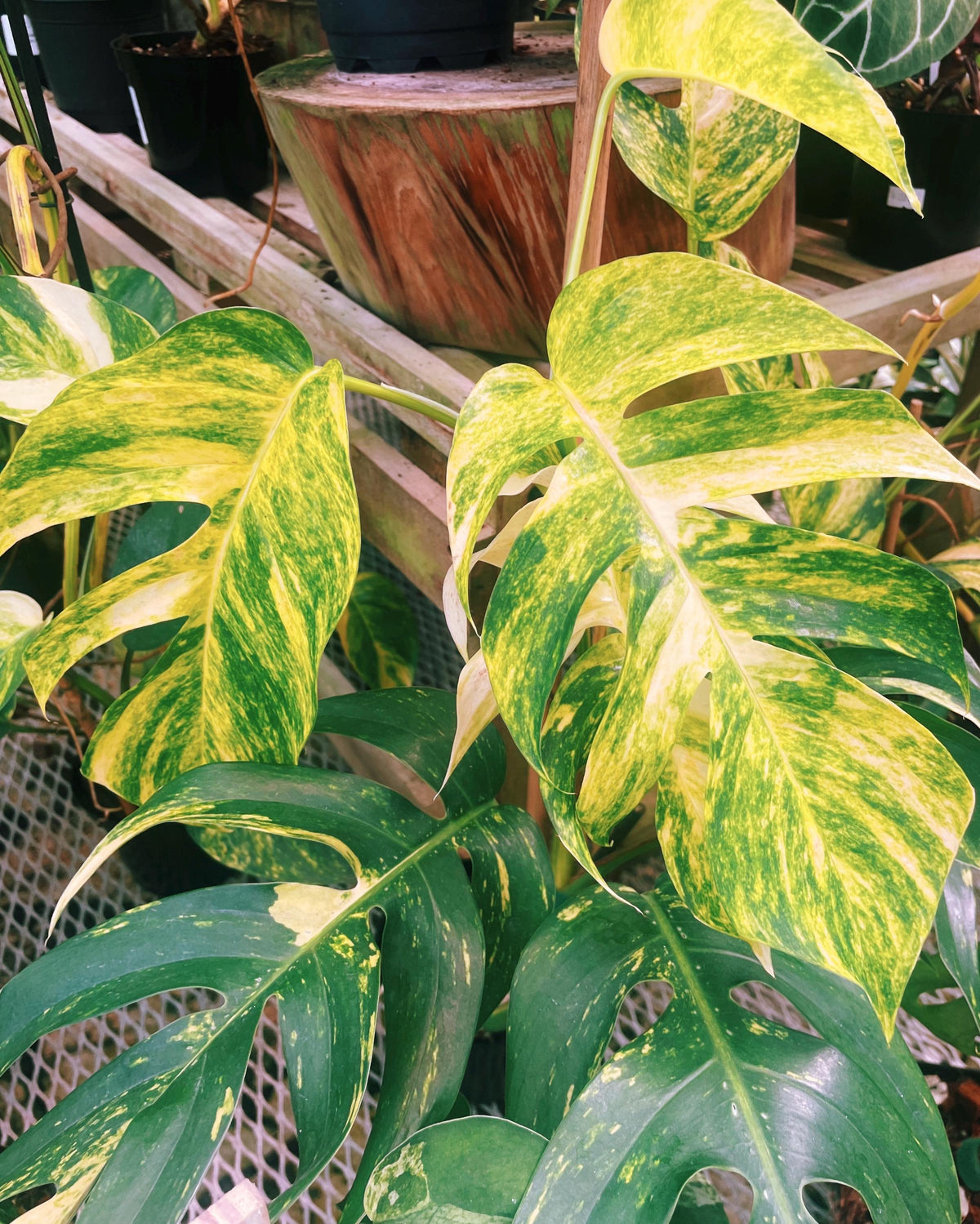 RARE Variegated Epiprenum Yellow Golden Flame Aurea Large Climbing Tropical House Plant Aroid 4” Potted growers choice