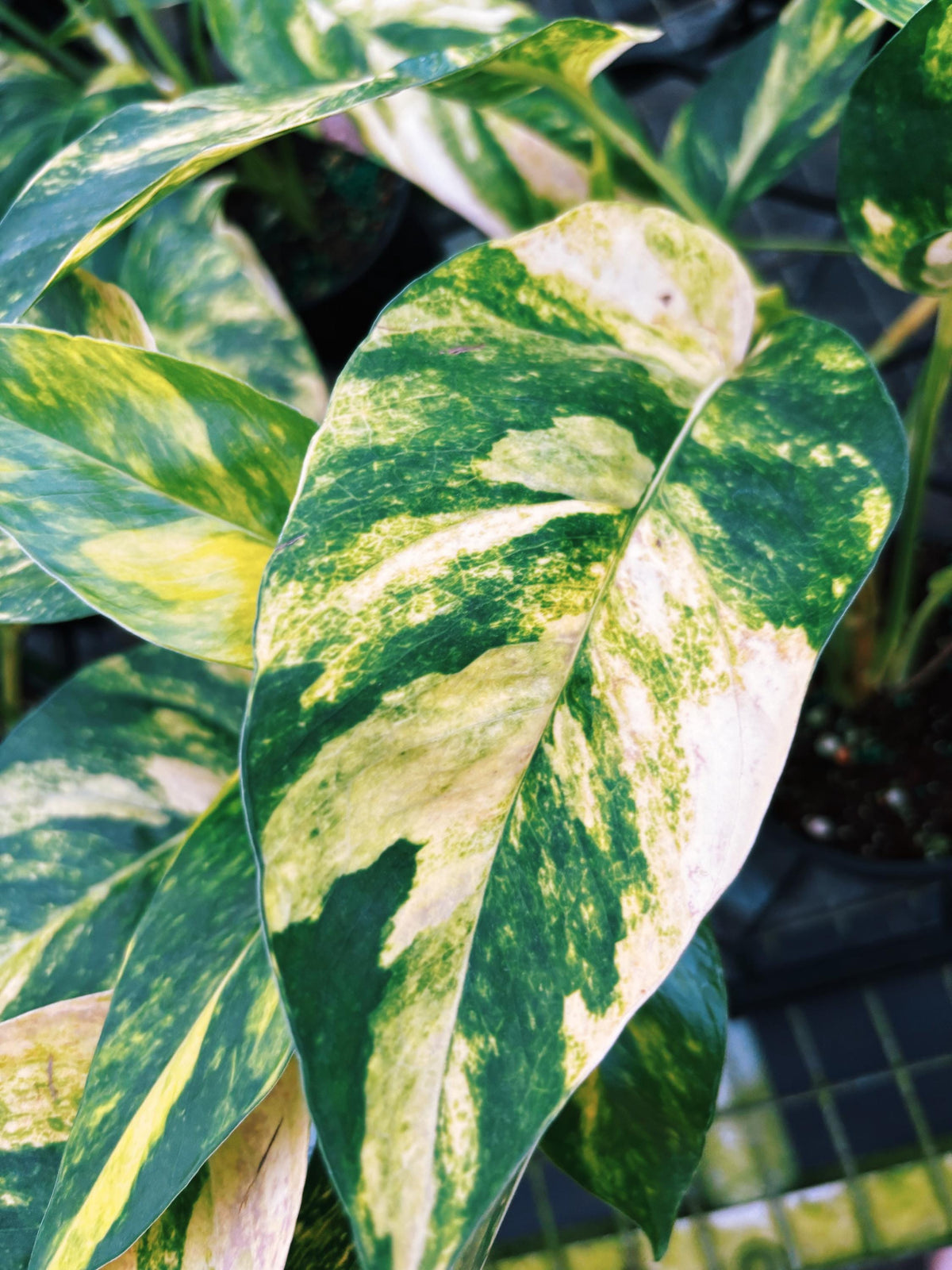 RARE Variegated Epiprenum Yellow Golden Flame Aurea Large Climbing Tropical House Plant Aroid 4” Potted growers choice
