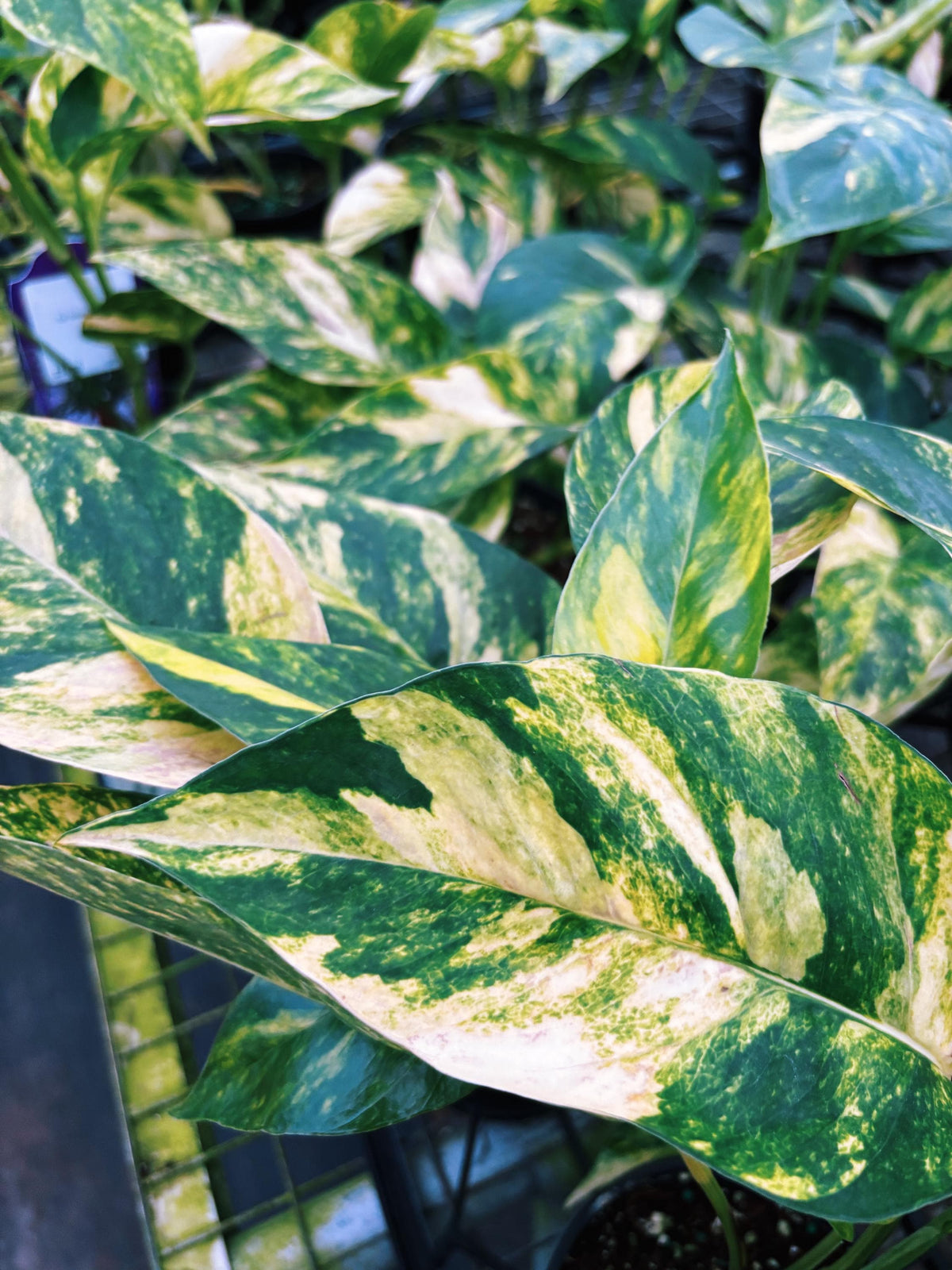 RARE Variegated Epiprenum Yellow Golden Flame Aurea Large Climbing Tropical House Plant Aroid 4” Potted growers choice