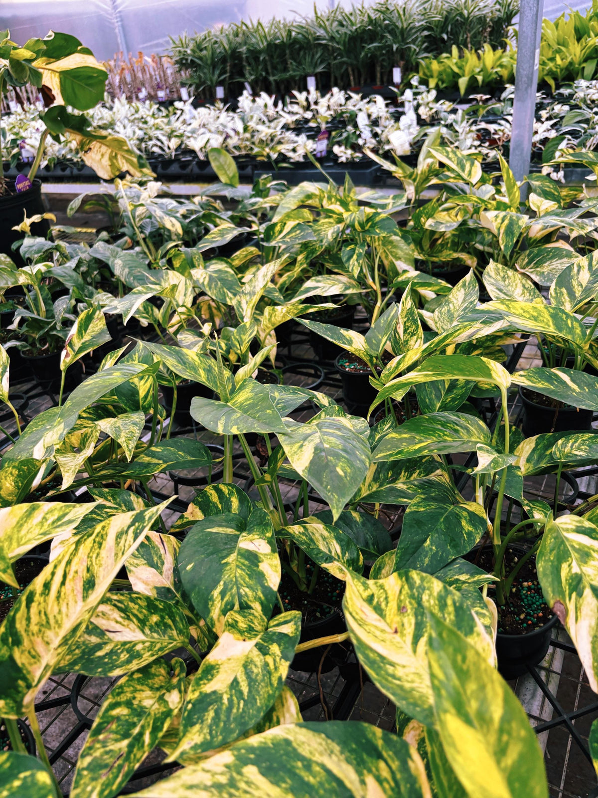RARE Variegated Epiprenum Yellow Golden Flame Aurea Large Climbing Tropical House Plant Aroid 4” Potted growers choice