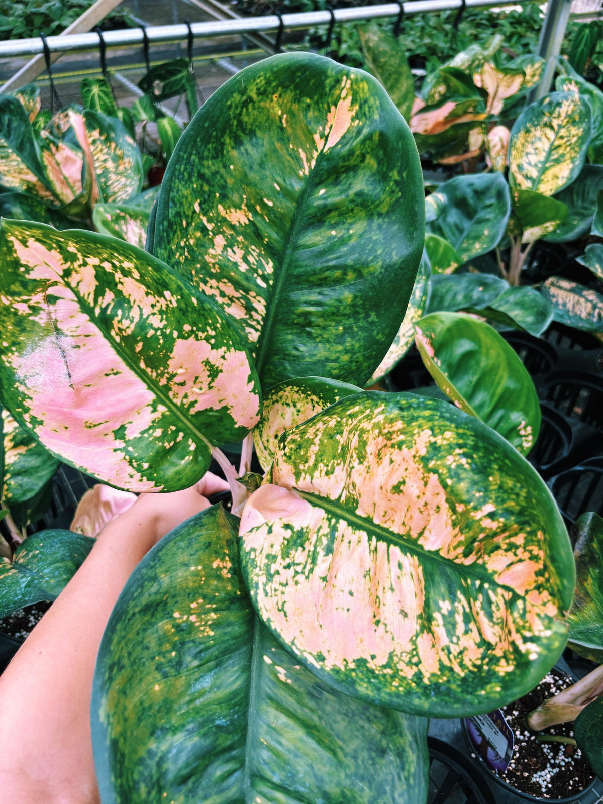 XL Leaves Rare Aglaonema ‘Starbucks Live House Plant Potted 6” pot gift US Seller growers choice