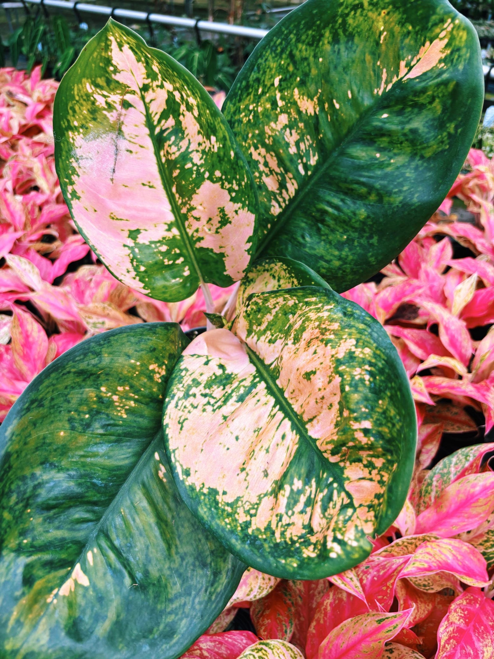 XL Leaves Rare Aglaonema ‘Starbucks Live House Plant Potted 6” pot gift US Seller growers choice