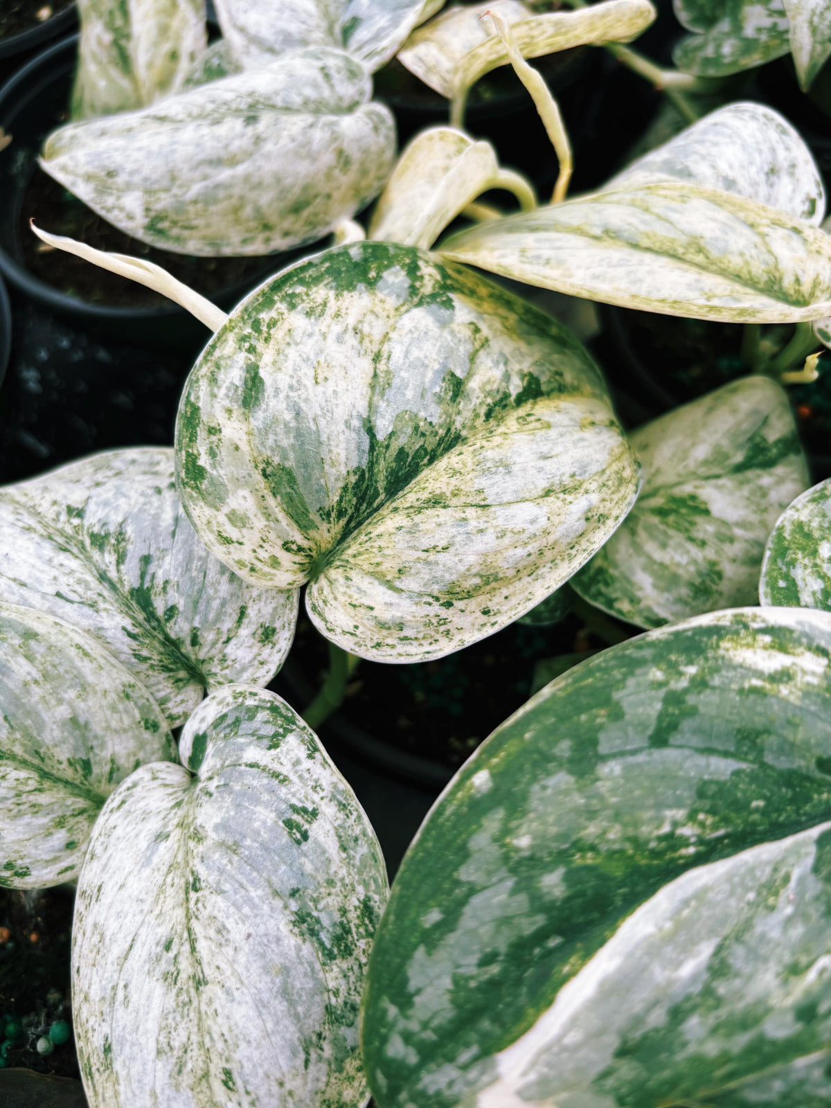 RARE Variegated Scindapsus Treubii Moonlight Tropical House Plant Climbing Aroid 4” Potted growers choice