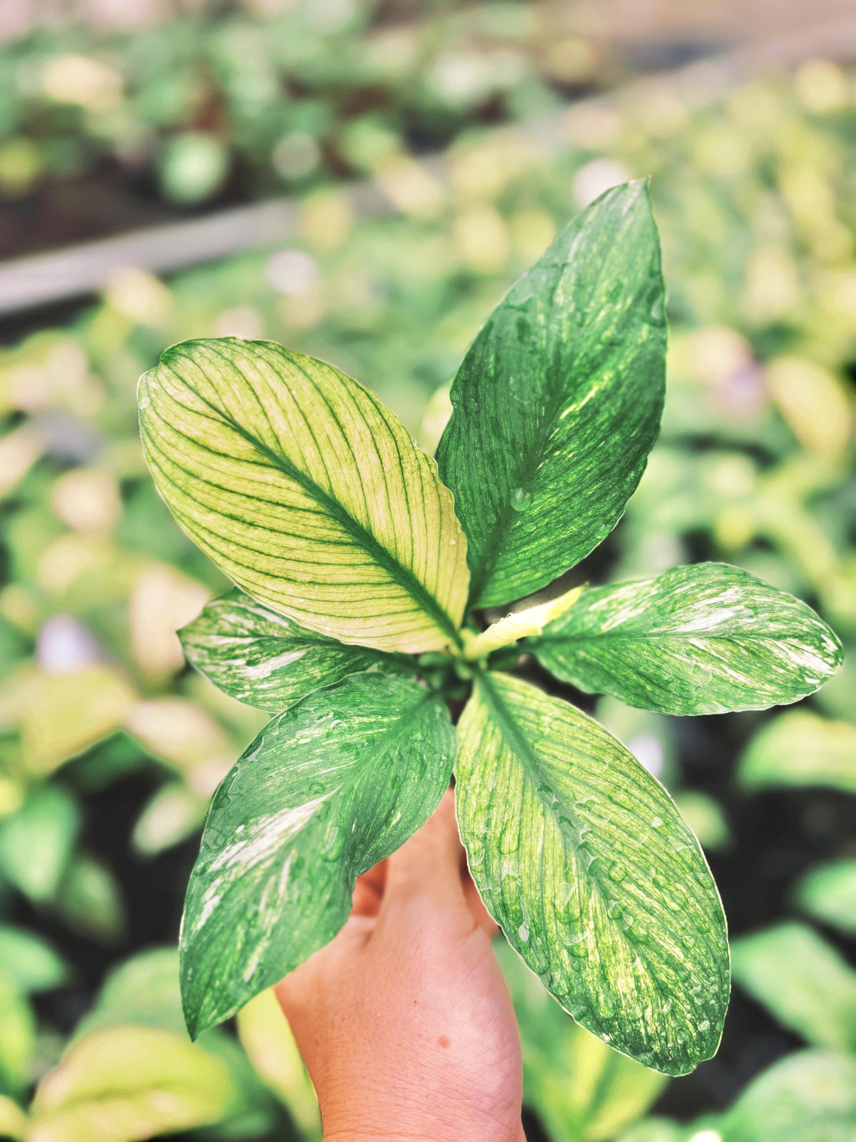 Spathiphyllum Mint Sensation White Variegated live 4” potted plant house plant growers choice