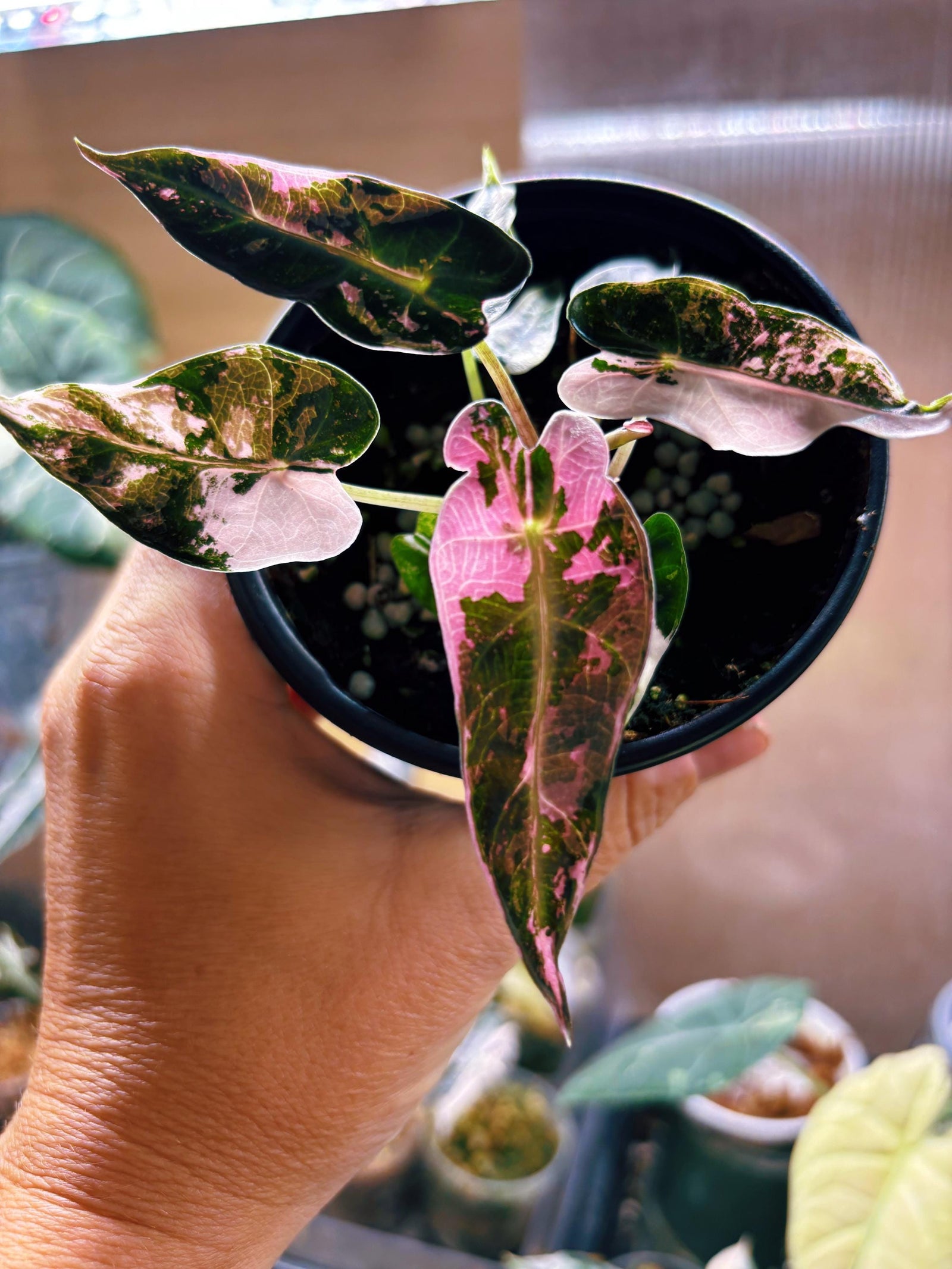 Variegated Alocasia Pink Bambino Albo Marble Jewel Elephant Ear Tropical House Plant Aroid 2” Potted growers choice