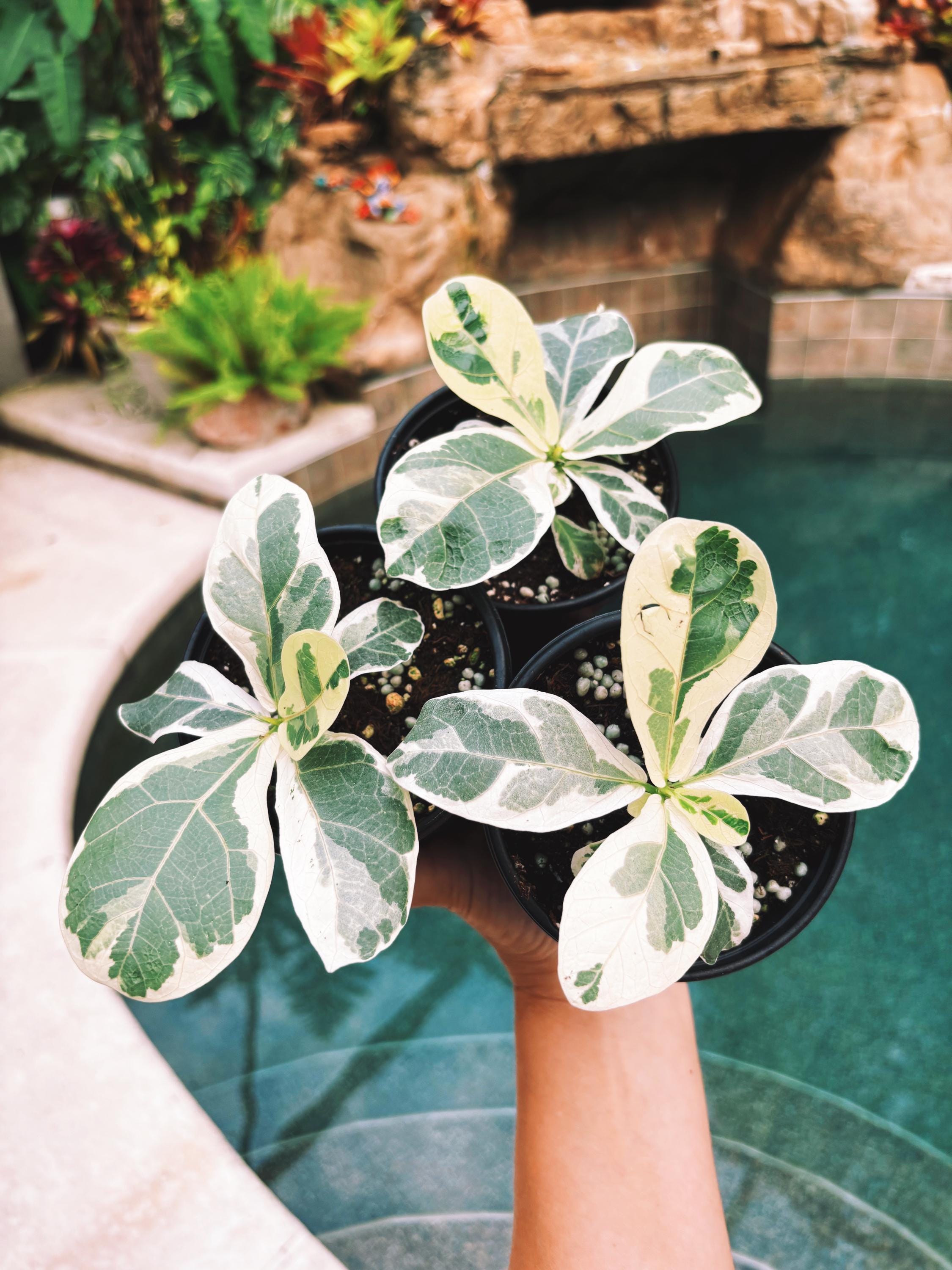 fiddle leaf fig starter Variegated Fiddle Leaf Fig Ficus Lyrata Albo 3” pot potted house start