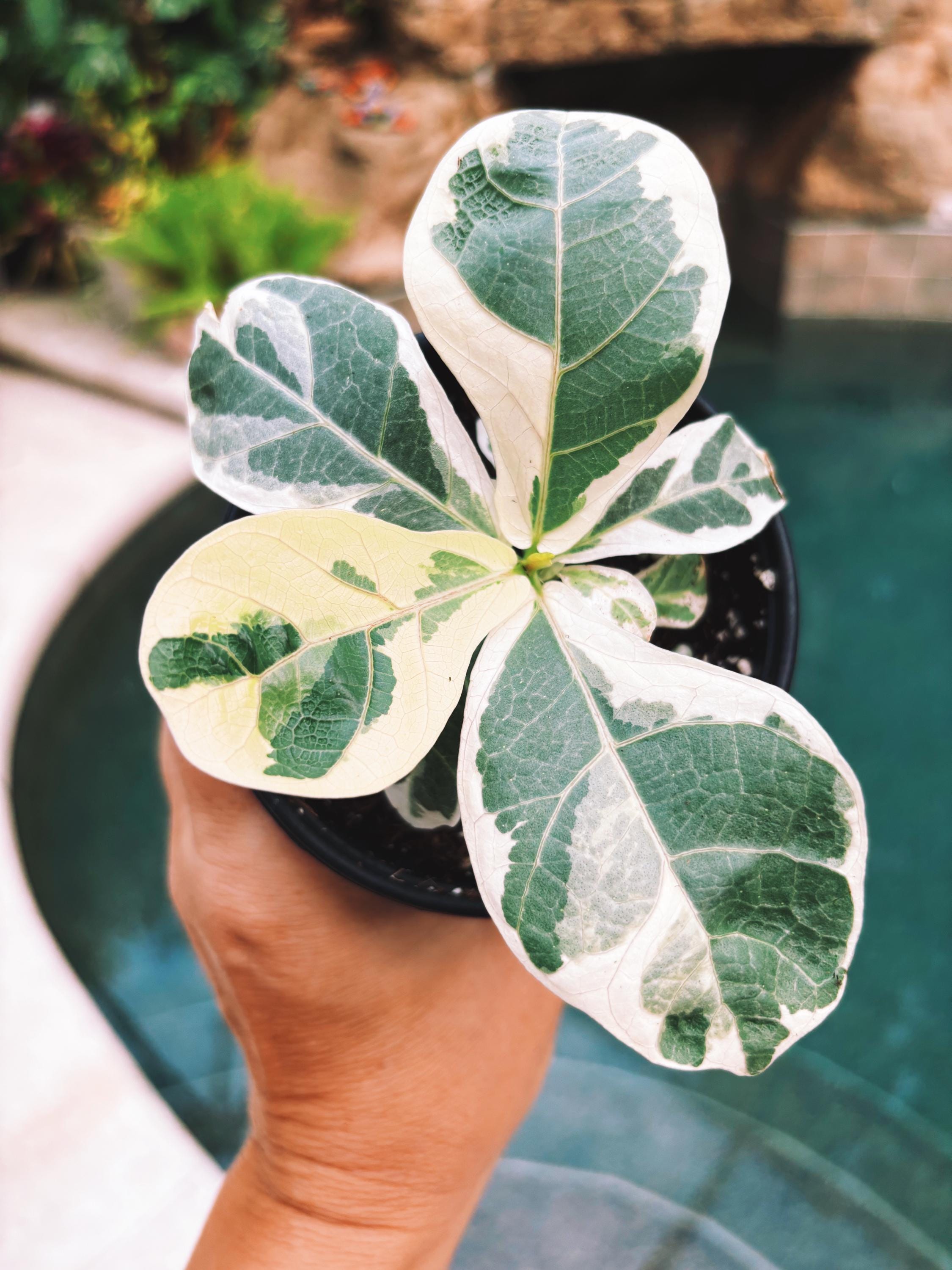 variegated fiddle leaf fig Variegated Fiddle Leaf Fig Ficus Lyrata Albo 3” pot potted house start