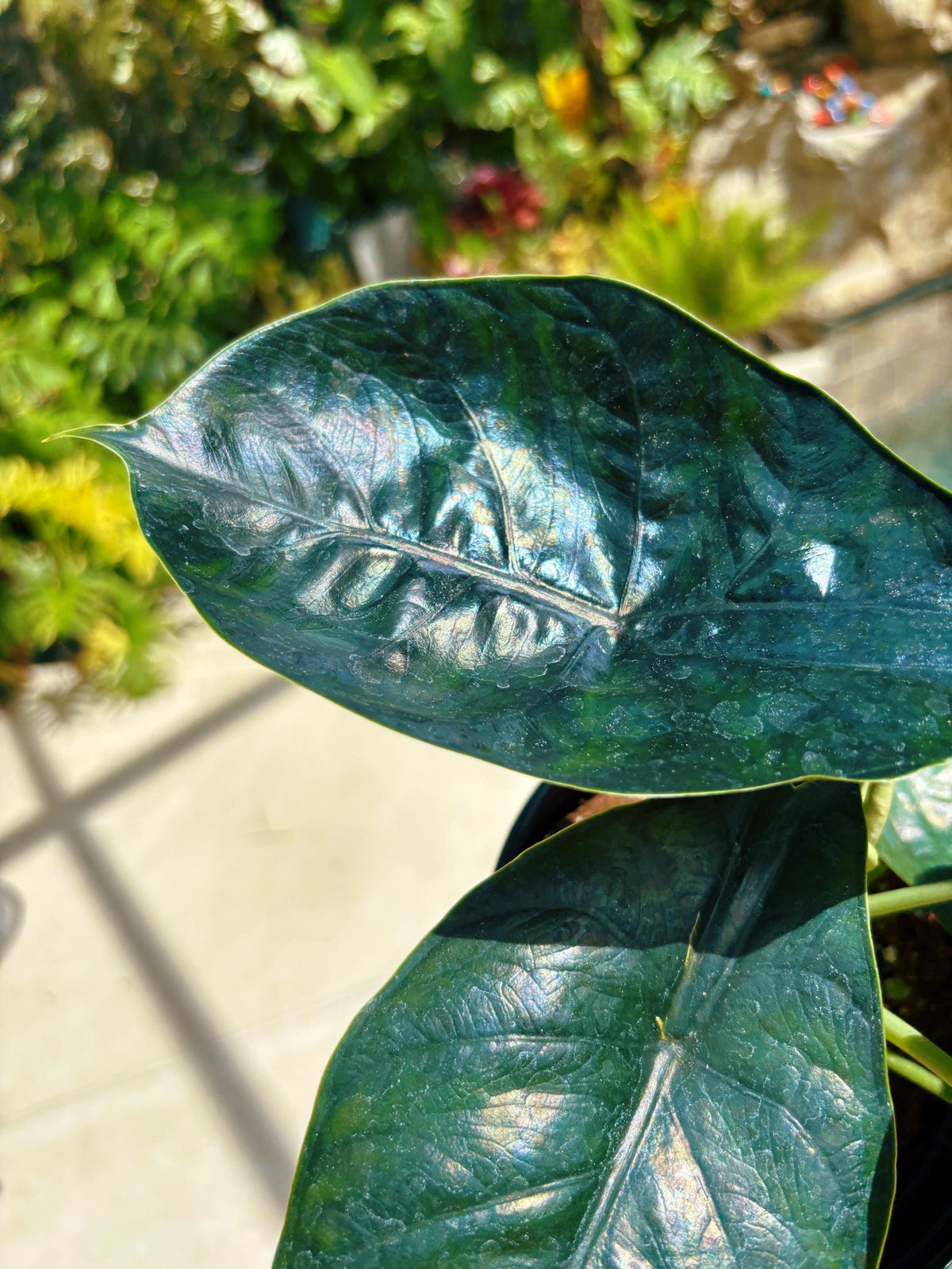 Large Alocasia ‘Green Unicorn Blue iridescent Hybrid Elephant Ear 6” pot potted live house plant Growers Choice