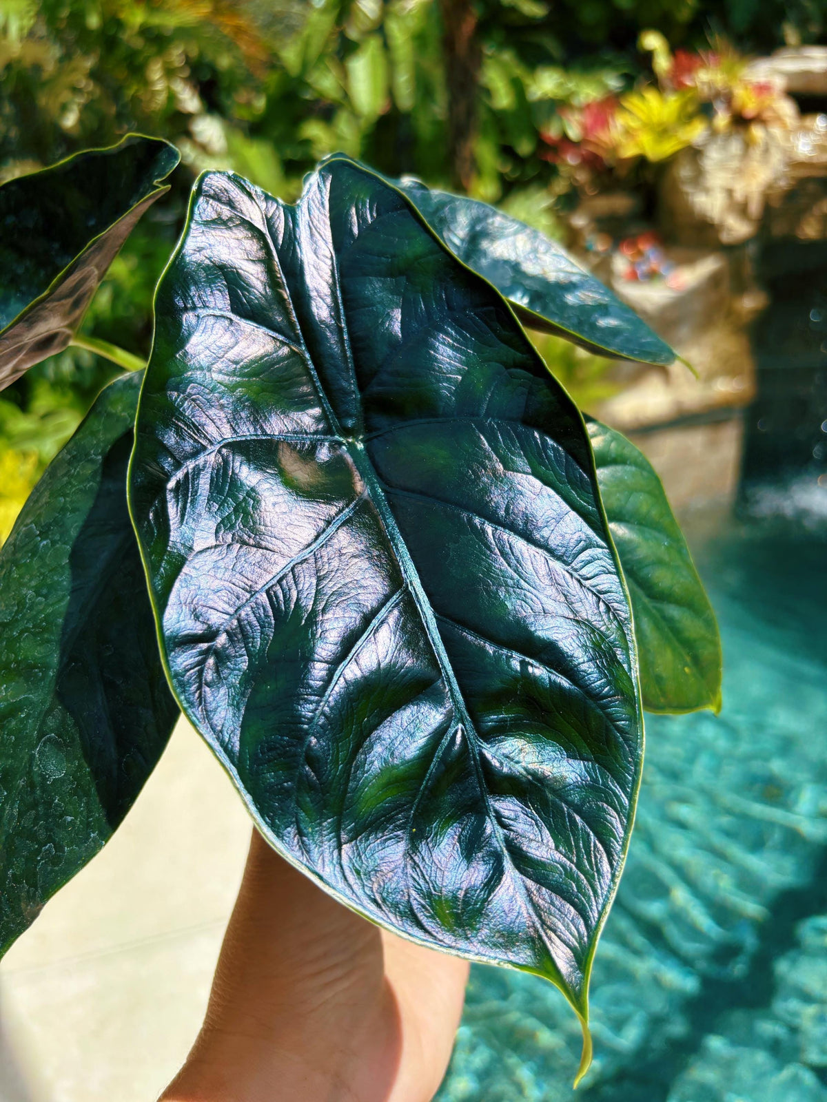 Large Alocasia ‘Green Unicorn Blue iridescent Hybrid Elephant Ear 6” pot potted live house plant Growers Choice