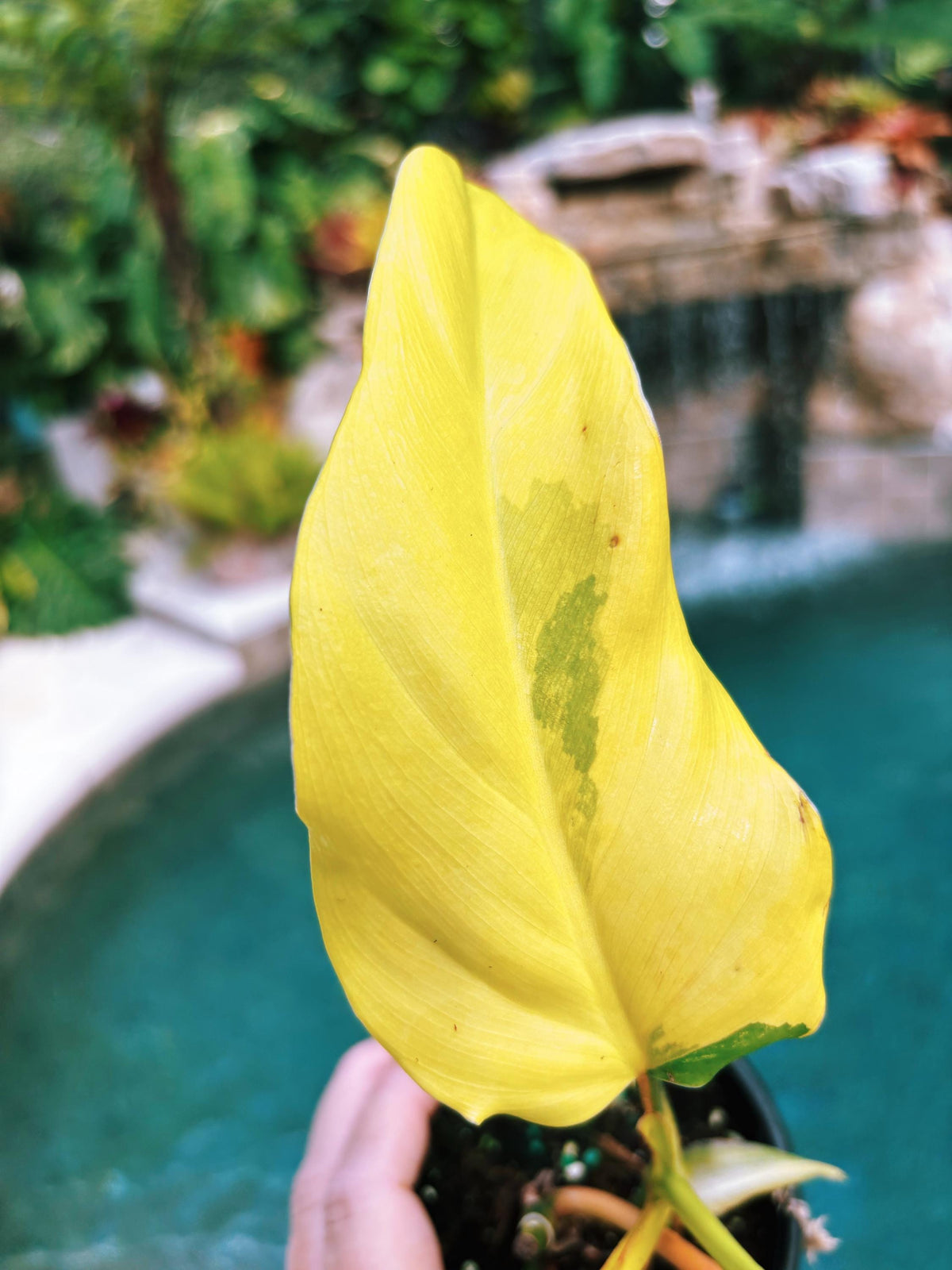 Actual plant - Philodendron Domesticum highly Variegated Aroid 4” pot potted house Plant A