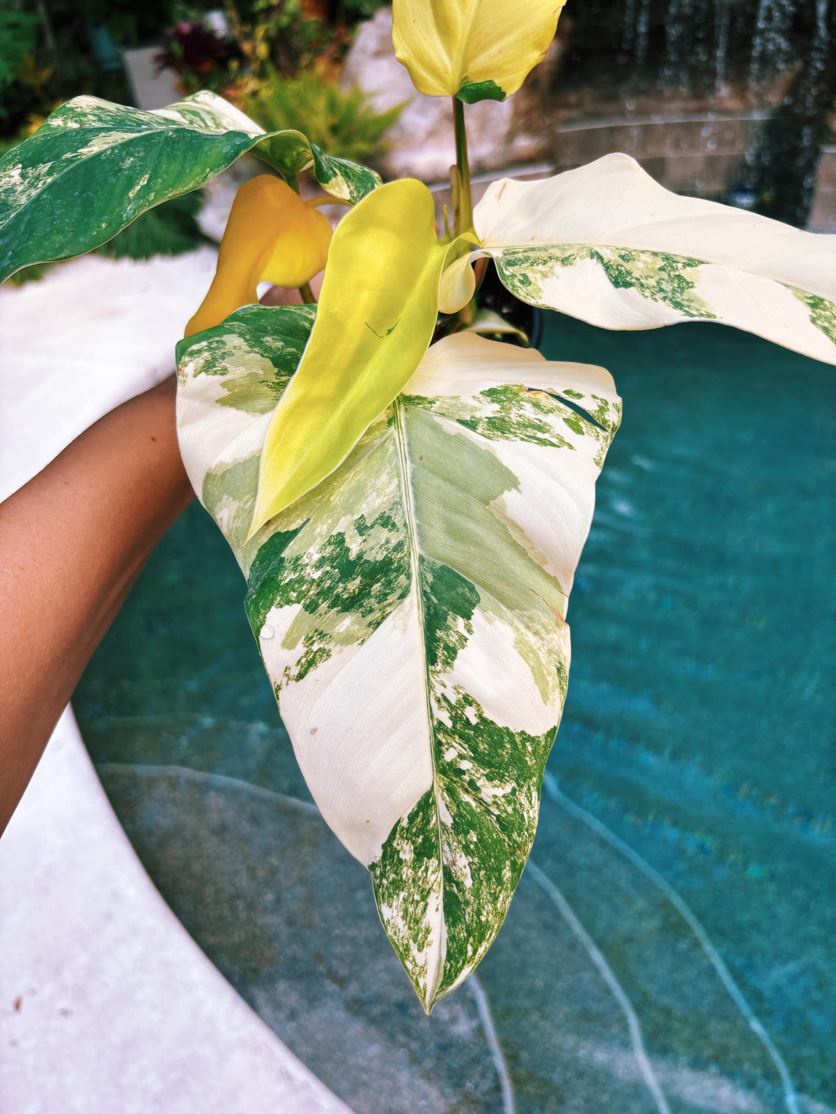 Actual plant - Philodendron Domesticum highly Variegated Aroid 4” pot potted house Plant A