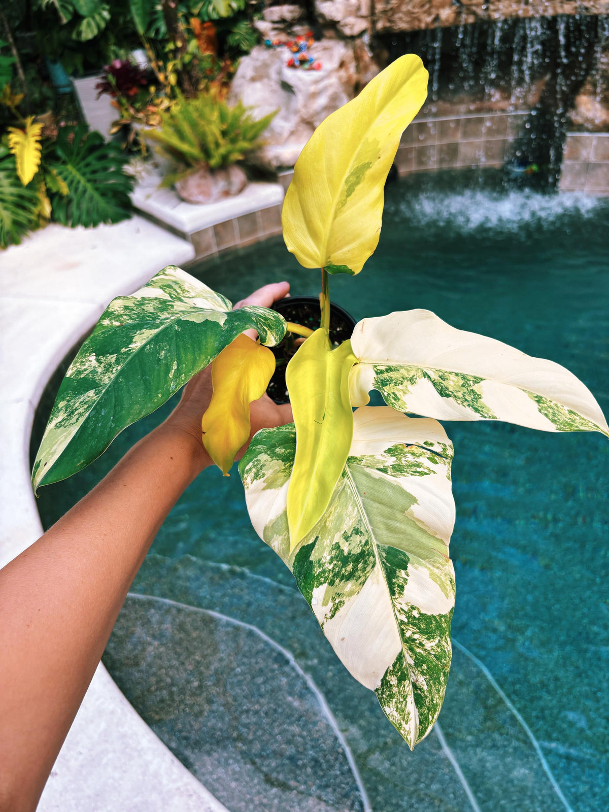 Actual plant - Philodendron Domesticum highly Variegated Aroid 4” pot potted house Plant A