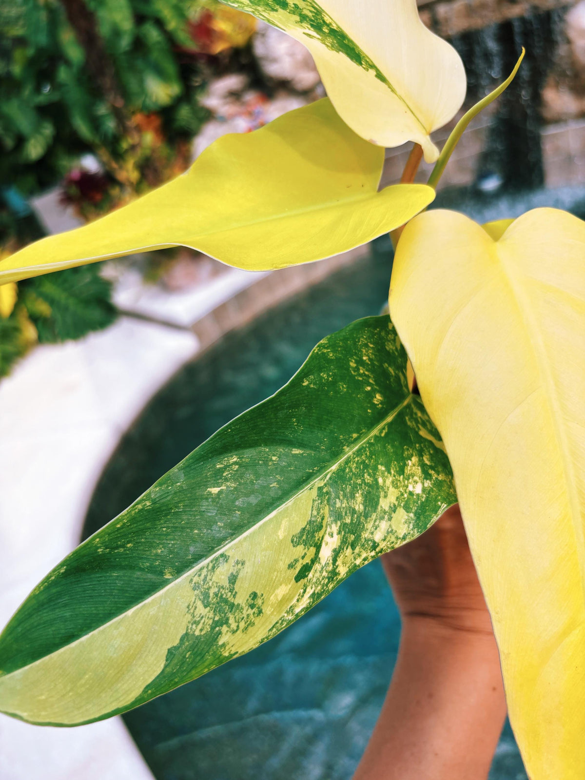 Actual plant - Philodendron Domesticum highly Variegated Aroid 4” pot potted house Plant b