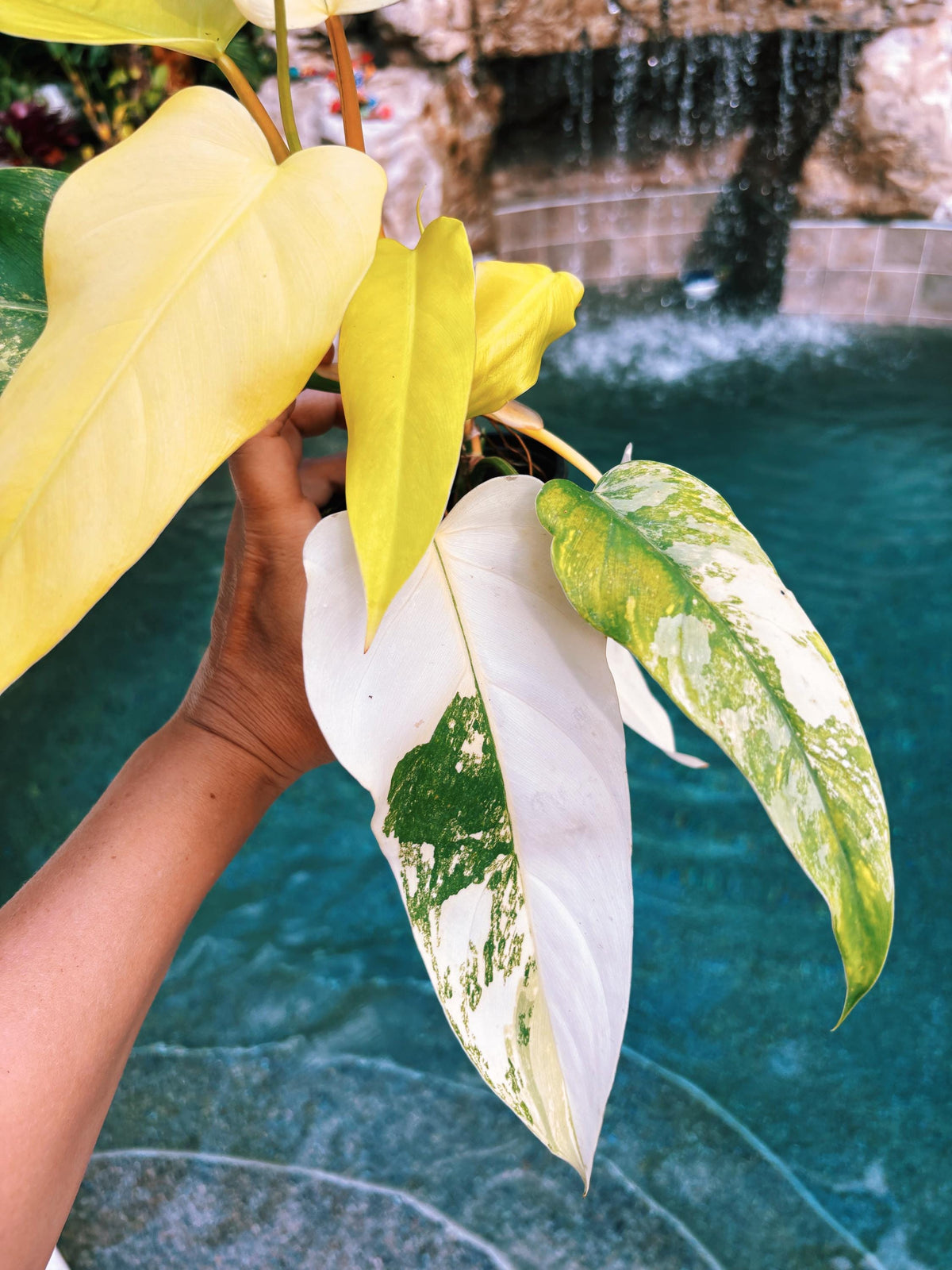 Actual plant - Philodendron Domesticum highly Variegated Aroid 4” pot potted house Plant b