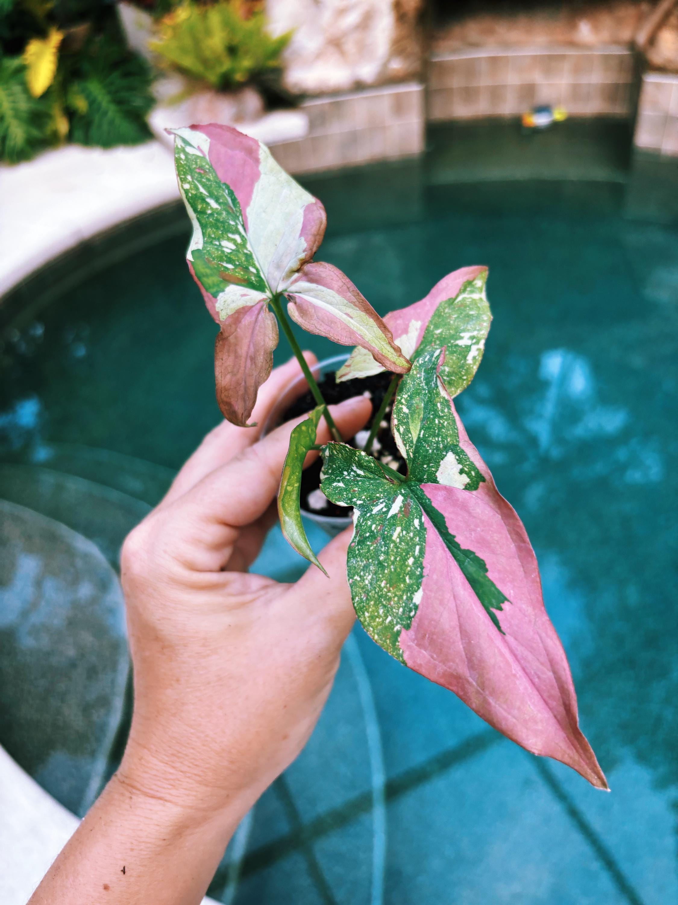 tri color house plant Syngonium Red Spot Tricolor pink white Galaxy Variegated live 2” potted plant house plant growers choice