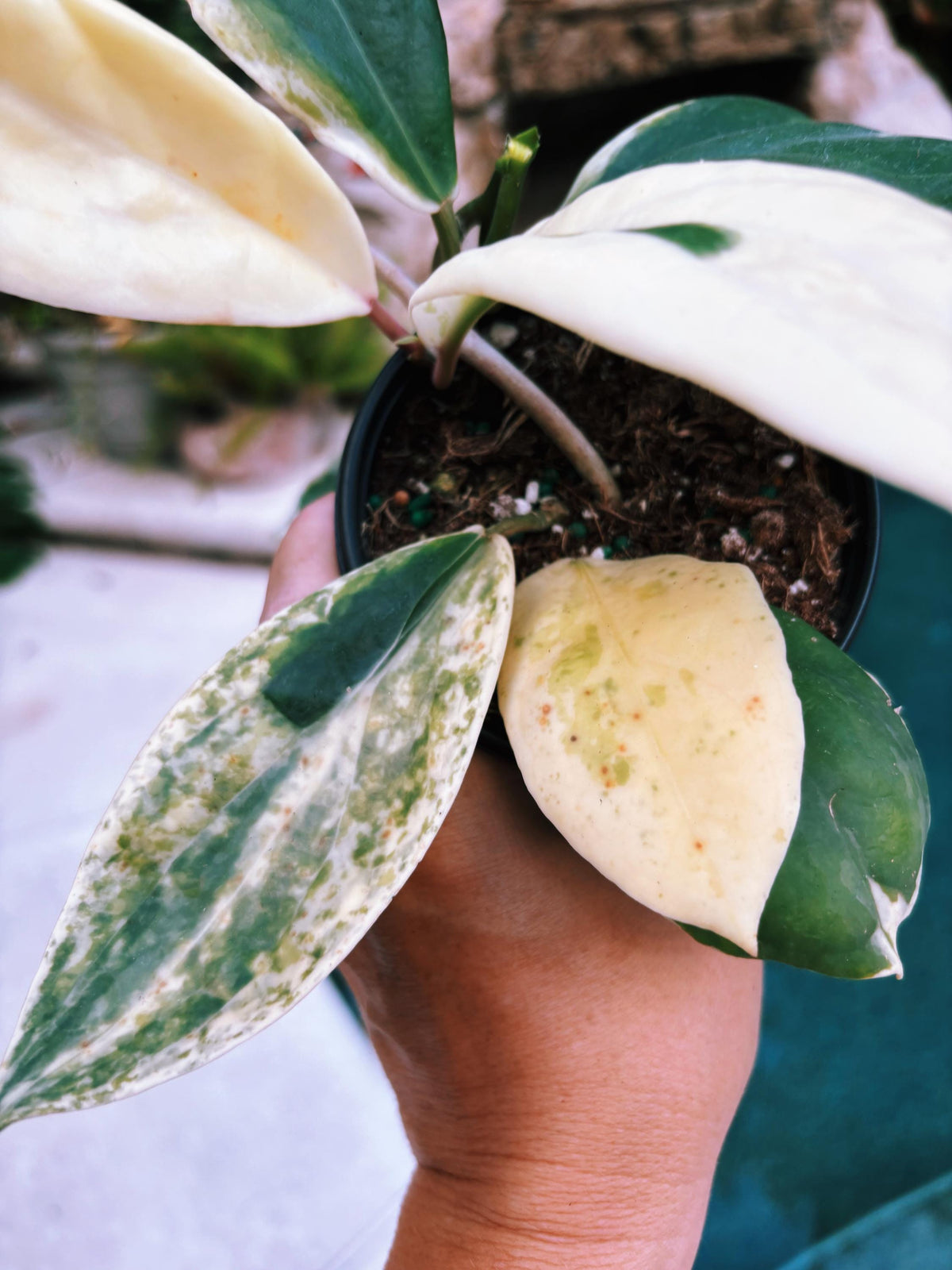 Hoya Incrassata Albo Variegated Trailing Full Potted House Plant 4” climbing vining c