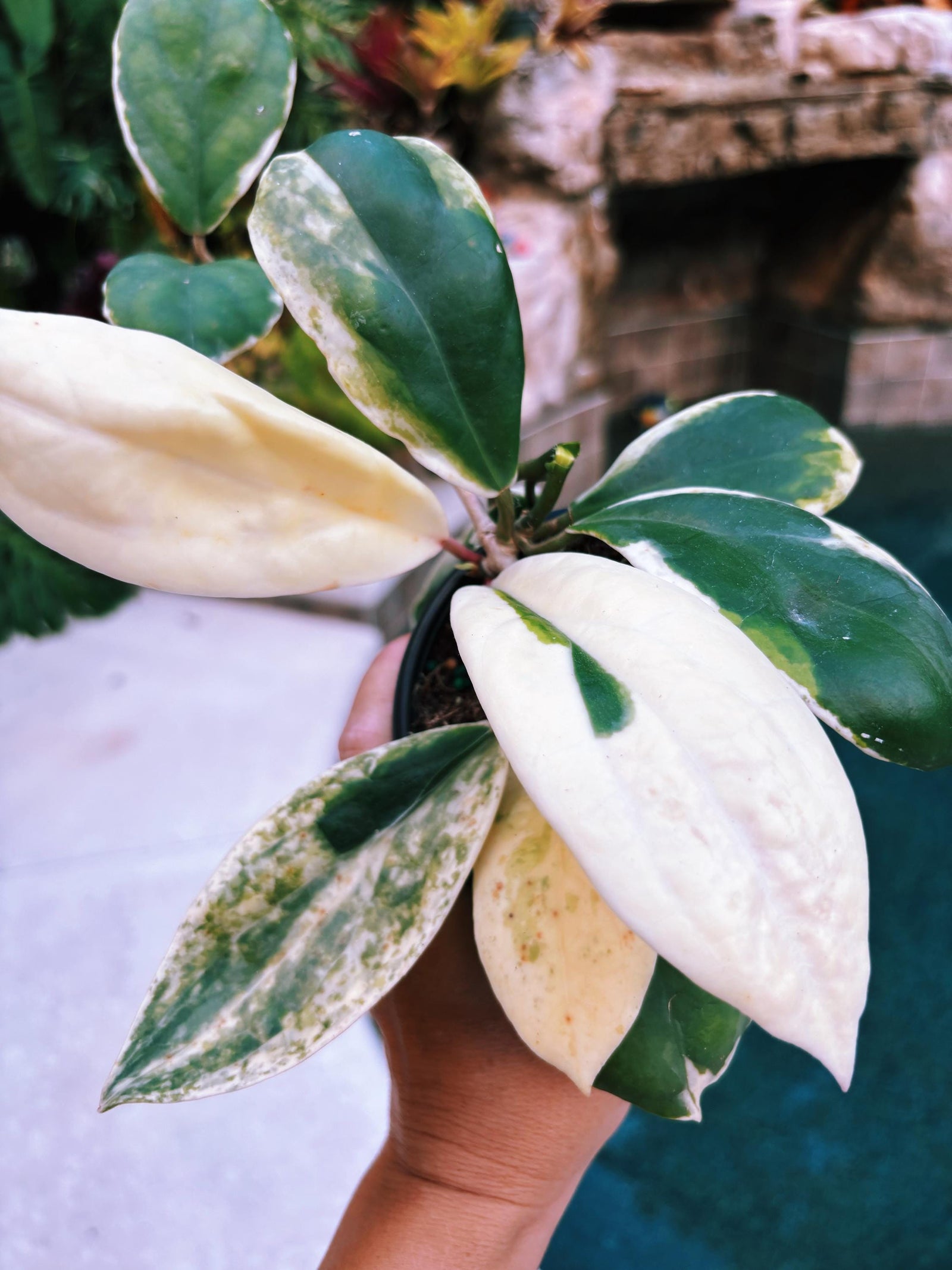 Hoya Incrassata Albo Variegated Trailing Full Potted House Plant 4” climbing vining c