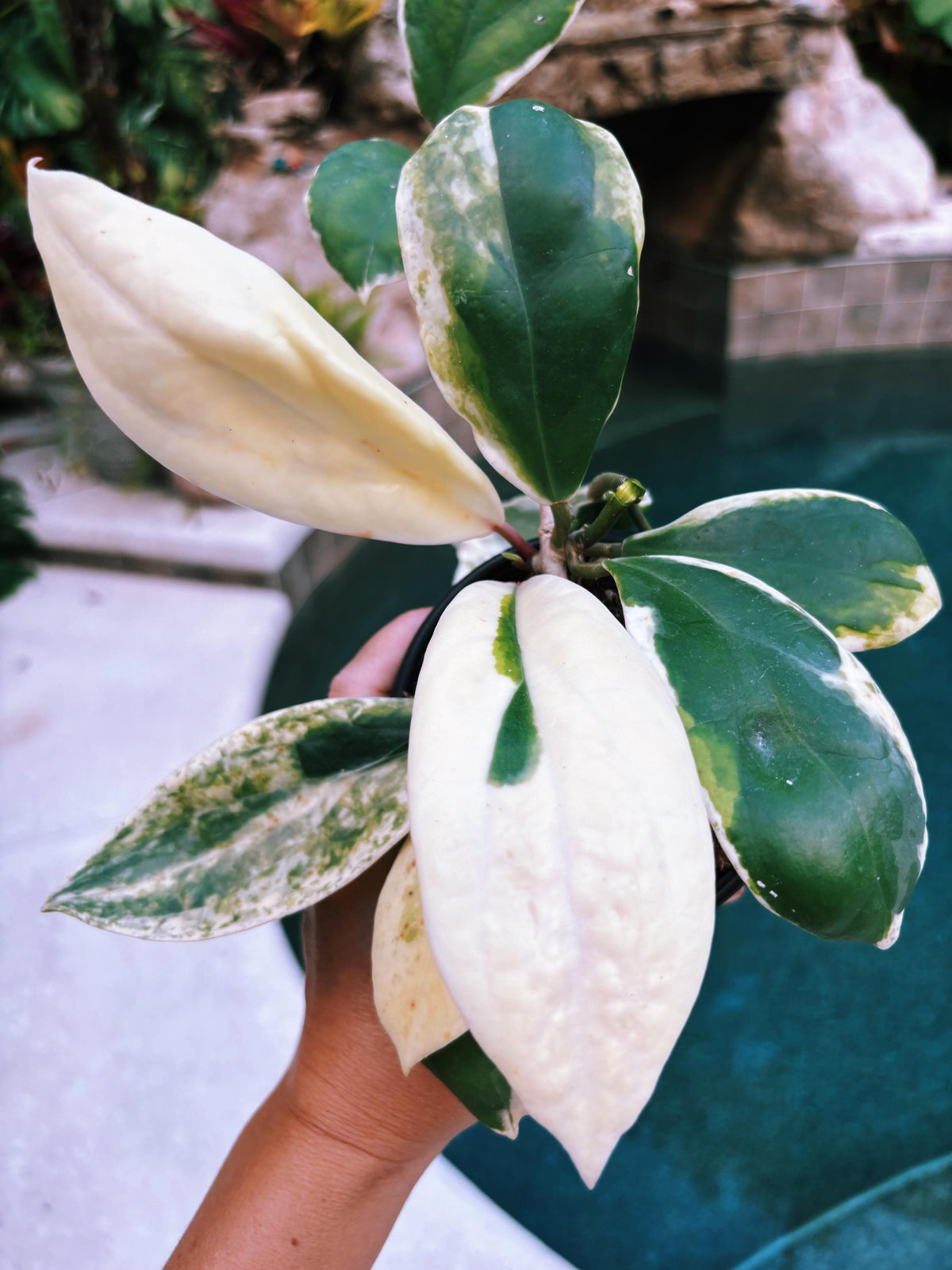 Hoya Incrassata Albo Variegated Trailing Full Potted House Plant 4” climbing vining c