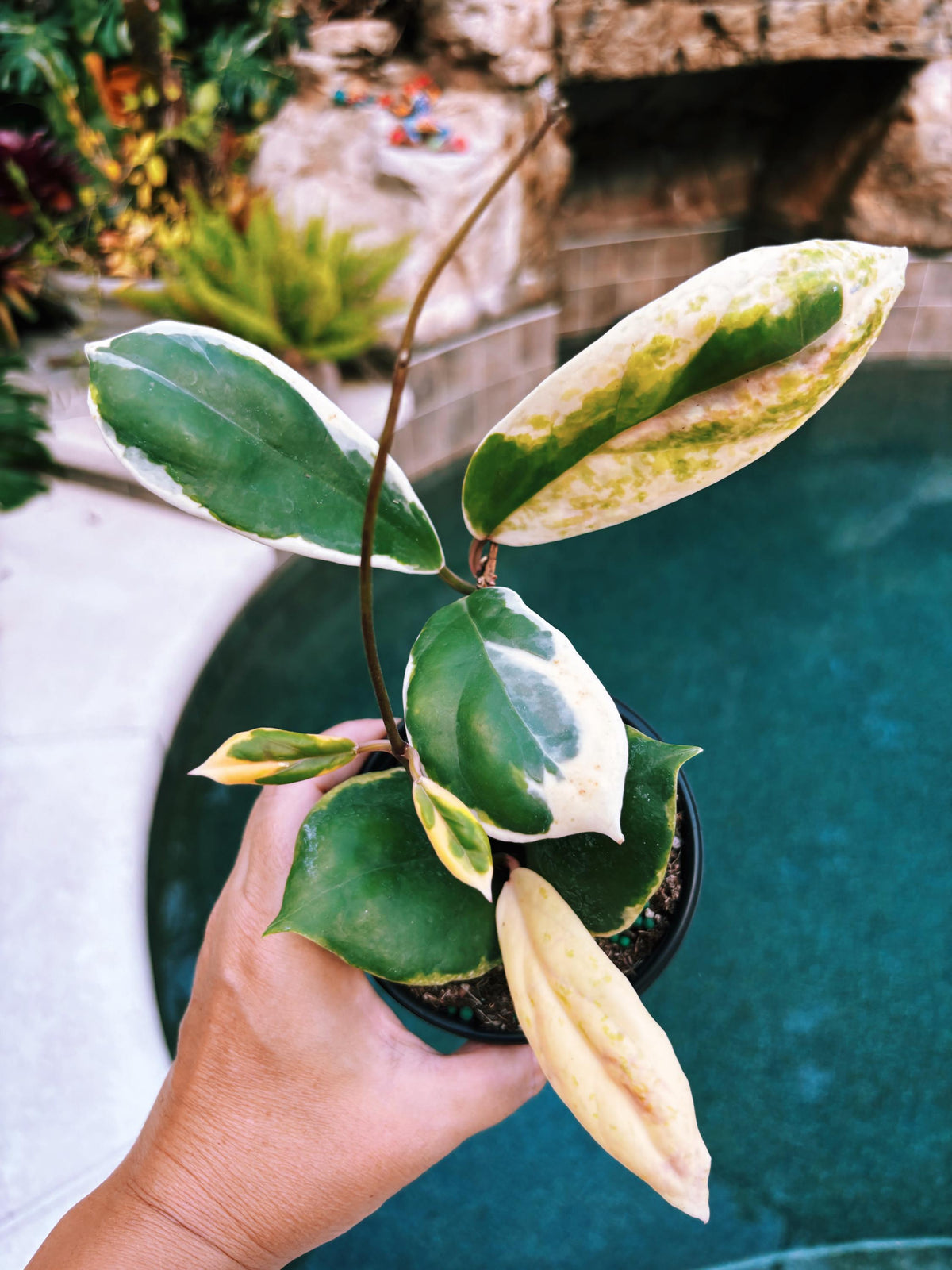 Hoya Incrassata Albo Variegated Trailing Full Potted House Plant 4” pot climbing vining e