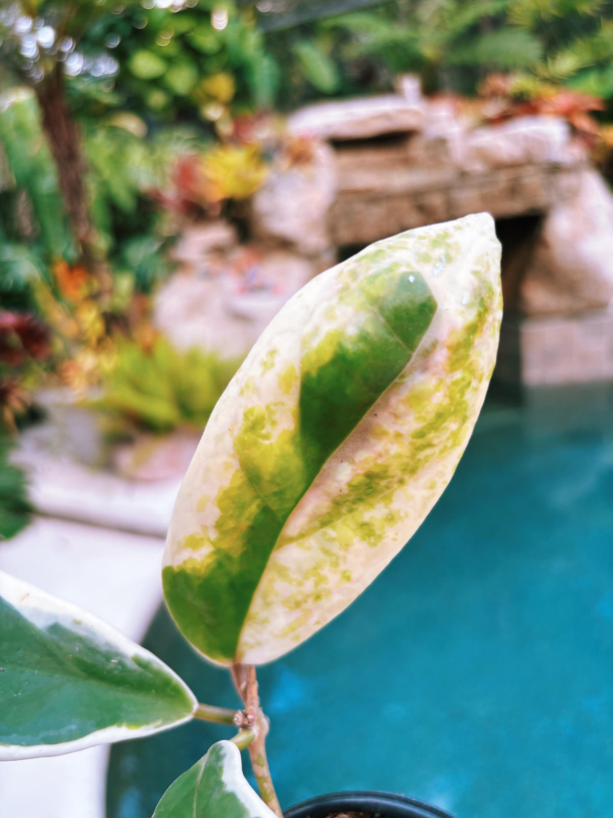 Hoya Incrassata Albo Variegated Trailing Full Potted House Plant 4” pot climbing vining e