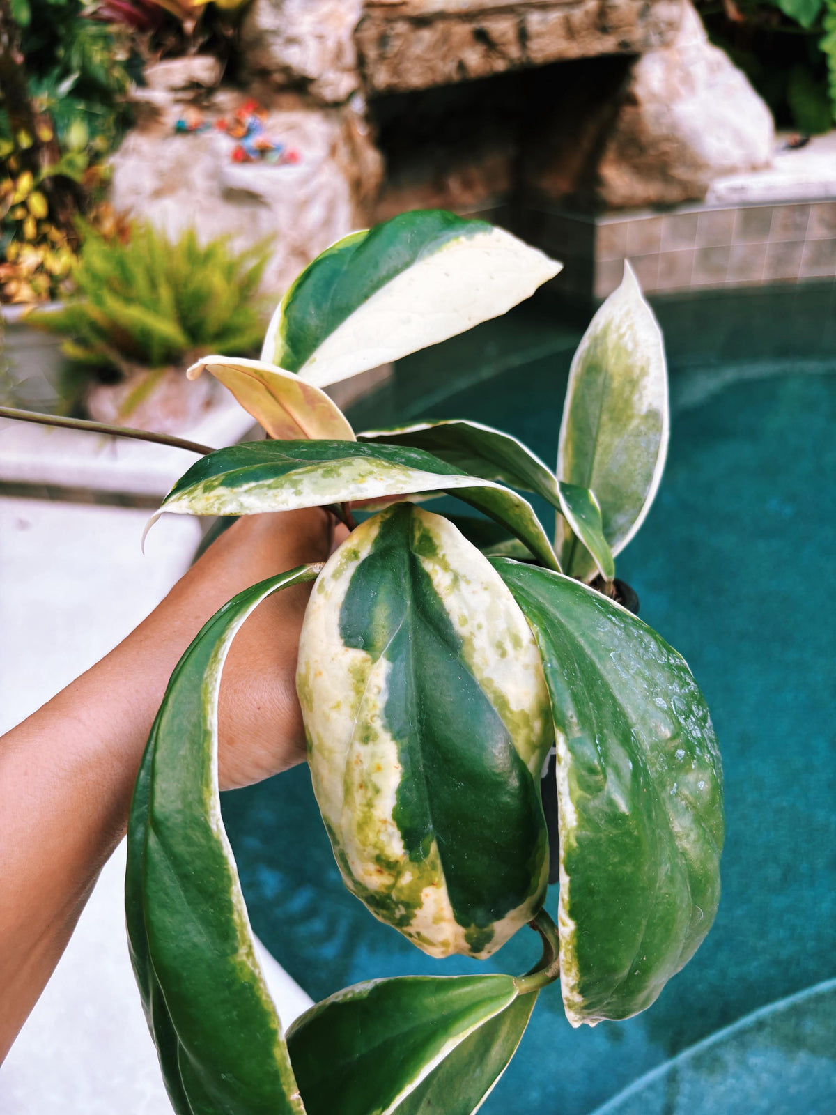 Hoya Incrassata Albo Variegated Trailing Full Potted House Plant 4” pot climbing vining f