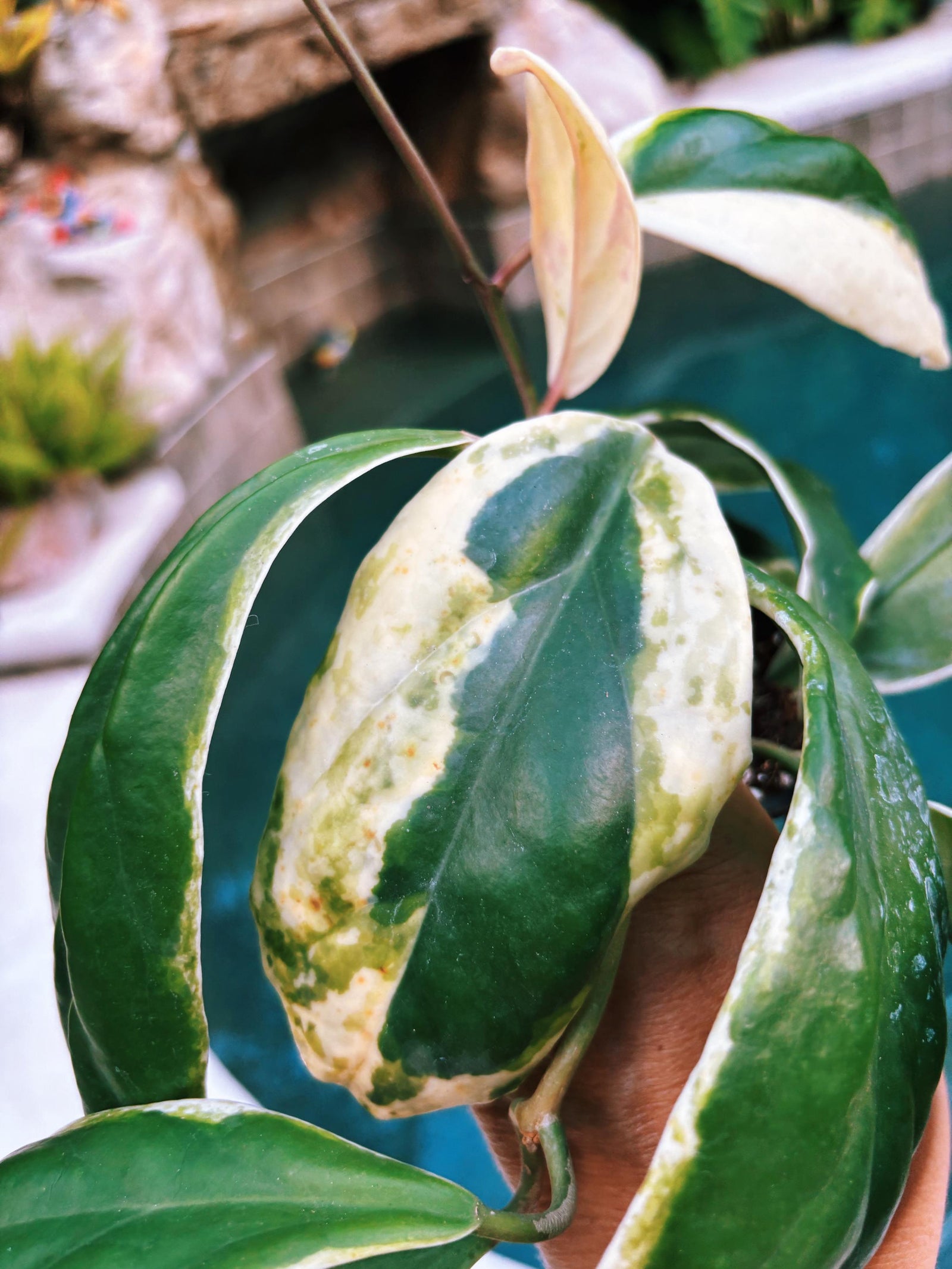 Hoya Incrassata Albo Variegated Trailing Full Potted House Plant 4” pot climbing vining f