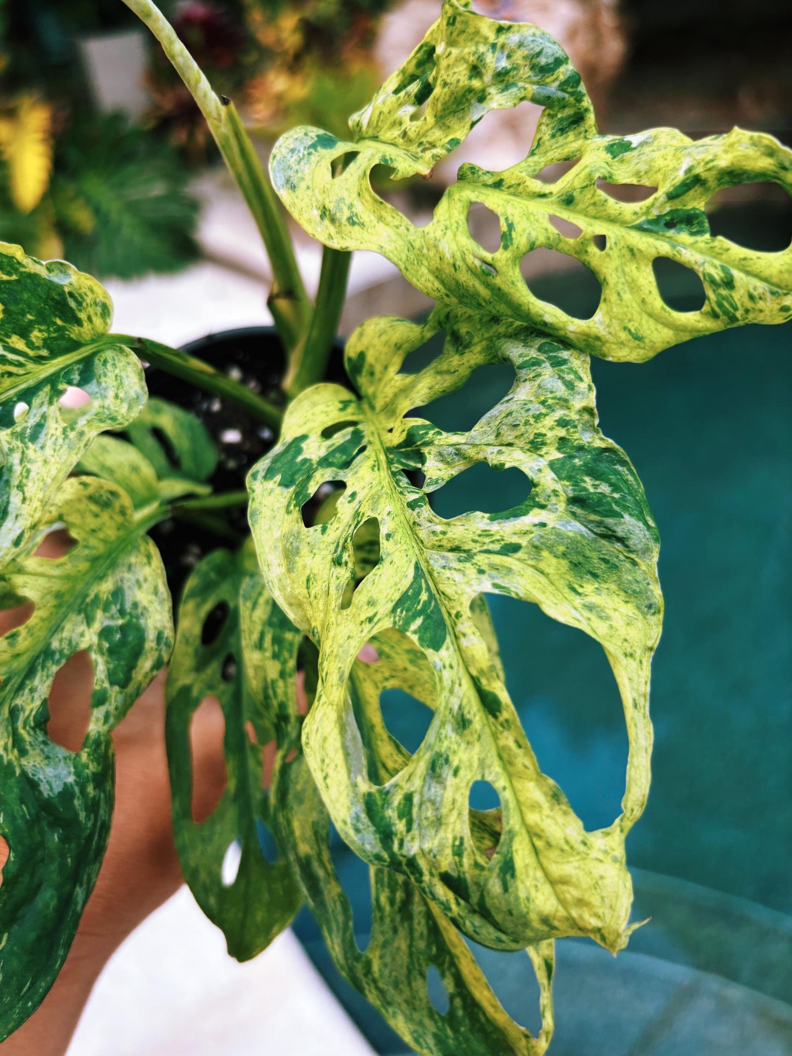 RARE Variegated Monstera Adansonii Mottled Tropical House Plant Aroid 4” Potted growers choice