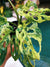 RARE Variegated Monstera Adansonii Mottled Tropical House Plant Aroid 4” Potted growers choice