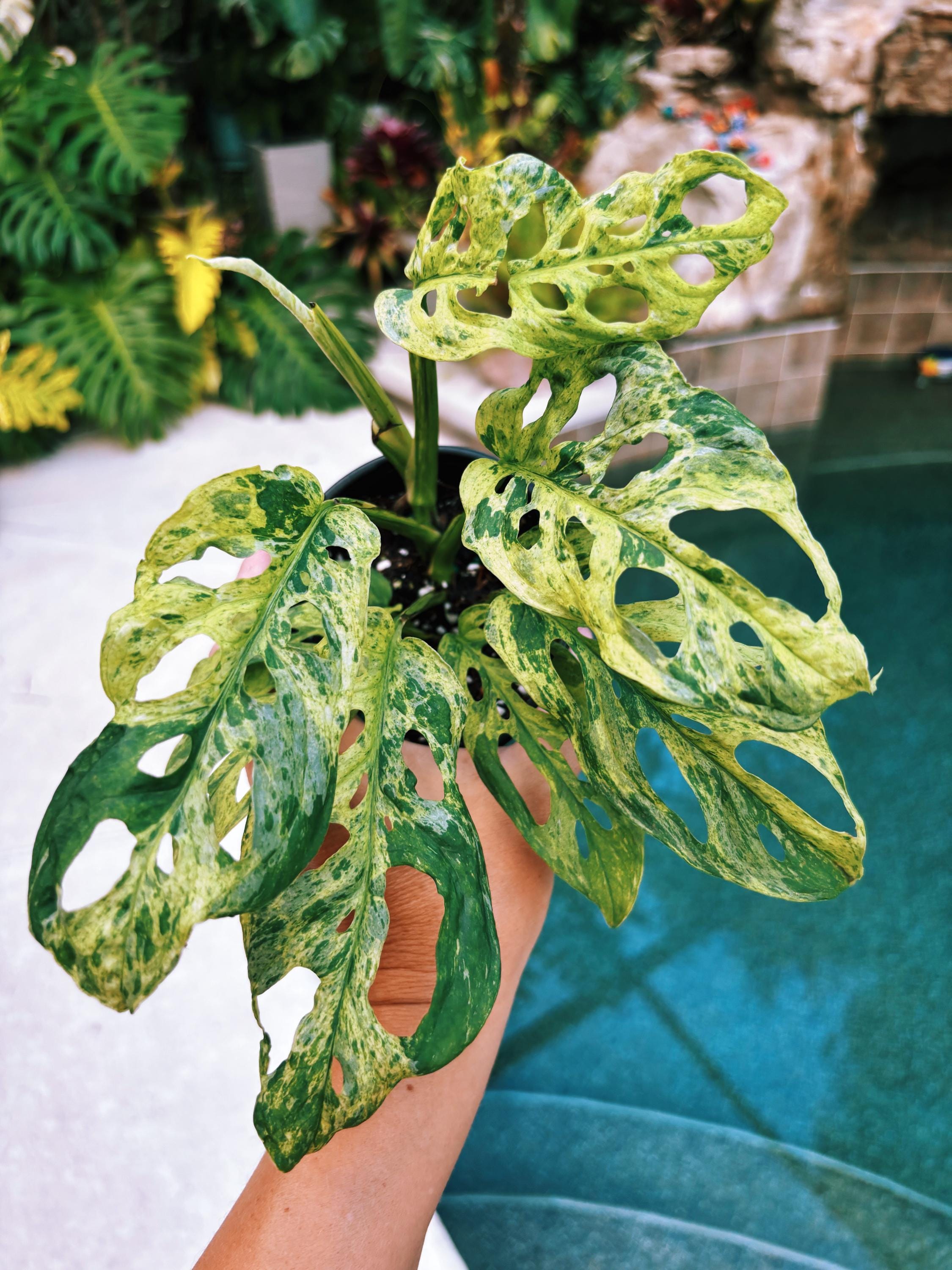 rare monstera adansonii RARE Variegated Monstera Adansonii Mottled Tropical House Plant Aroid