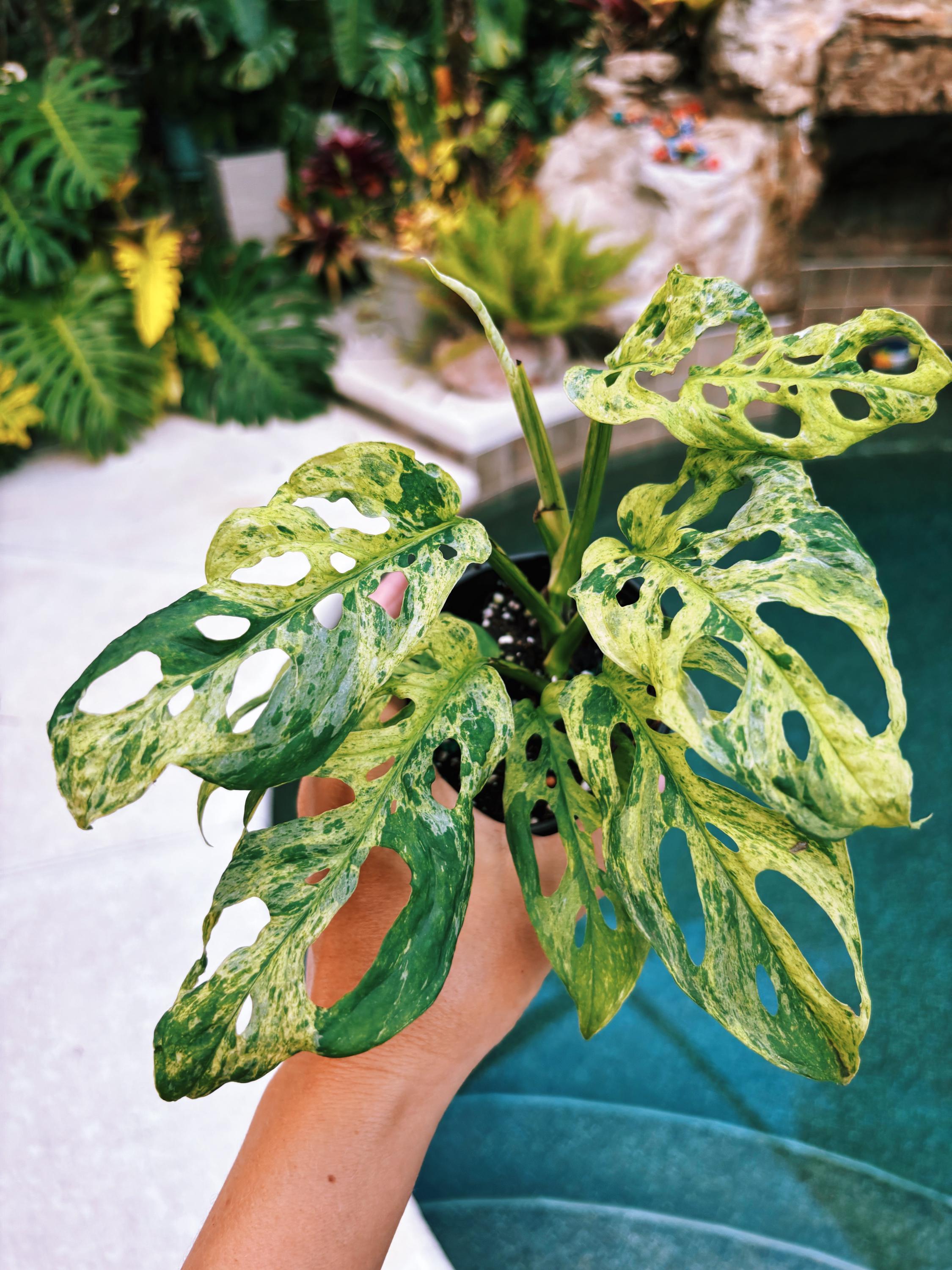 mint variegated monstera adansonii RARE Variegated Monstera Adansonii Mottled Tropical House Plant Aroid