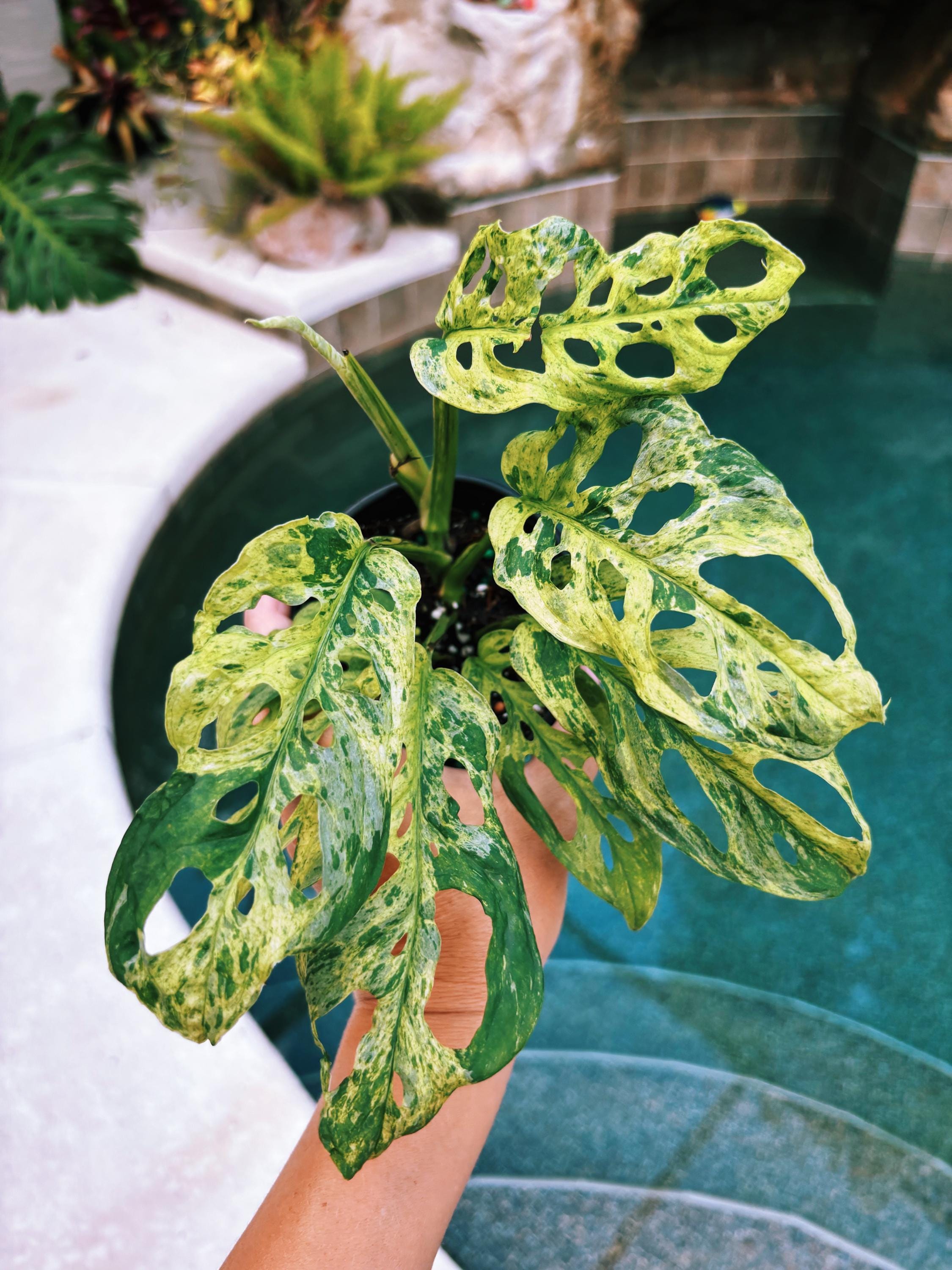 how much is monstera adansonii RARE Variegated Monstera Adansonii Mottled Tropical House Plant Aroid