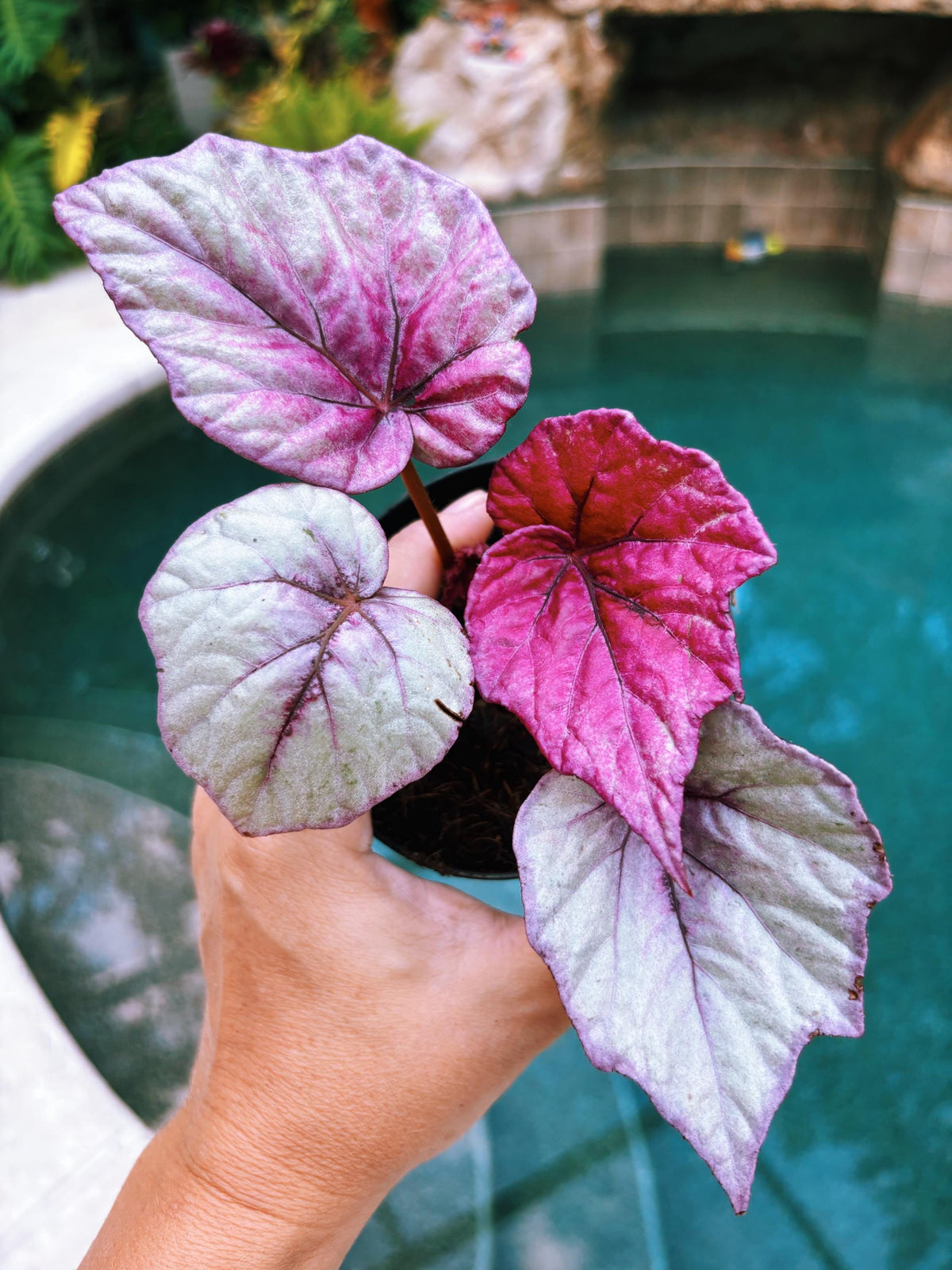 RARE Rex Begonia Pink Inca Flame Shimmer Live House Starter Plant Potted 4” gift